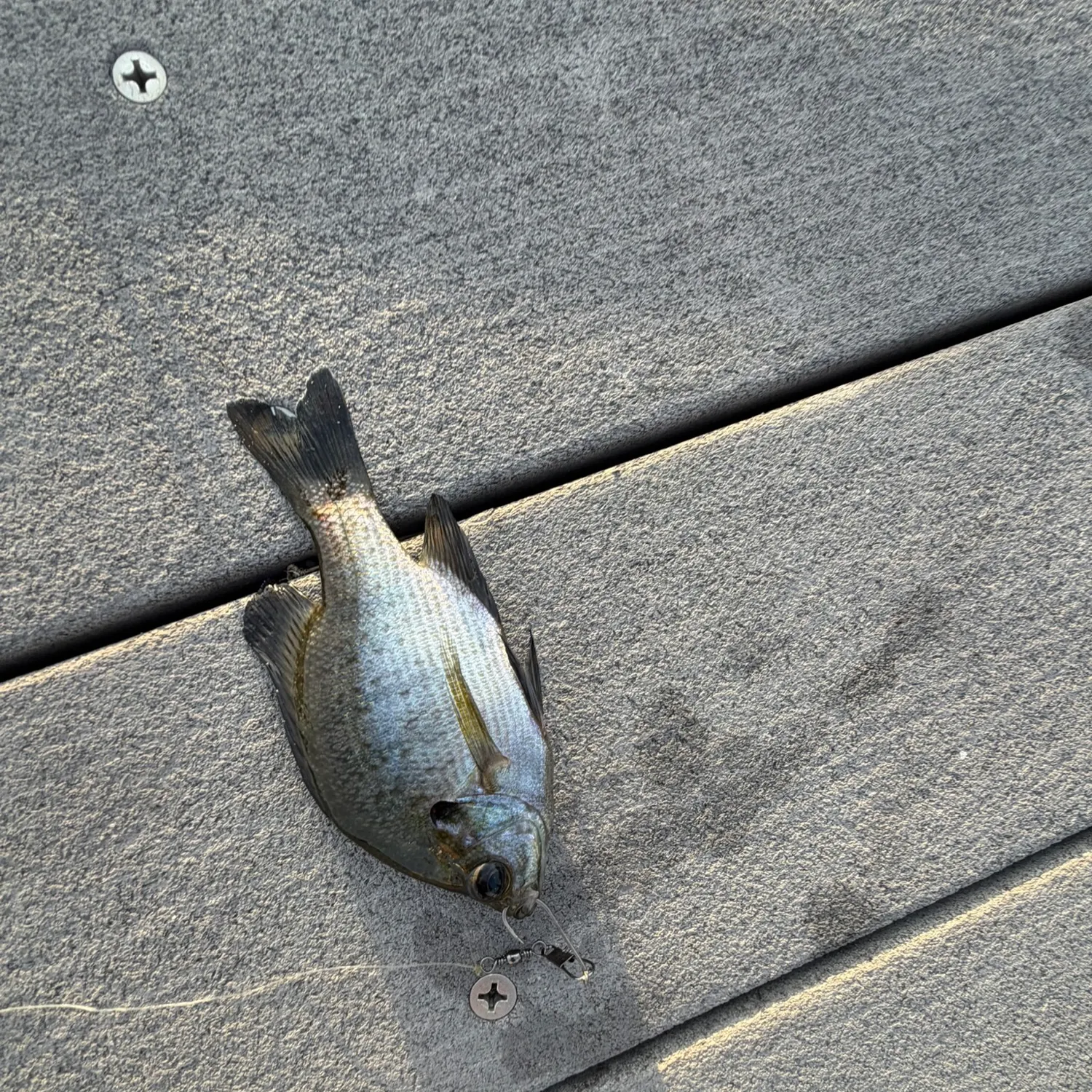 Bluegill caught on Fishbrain
