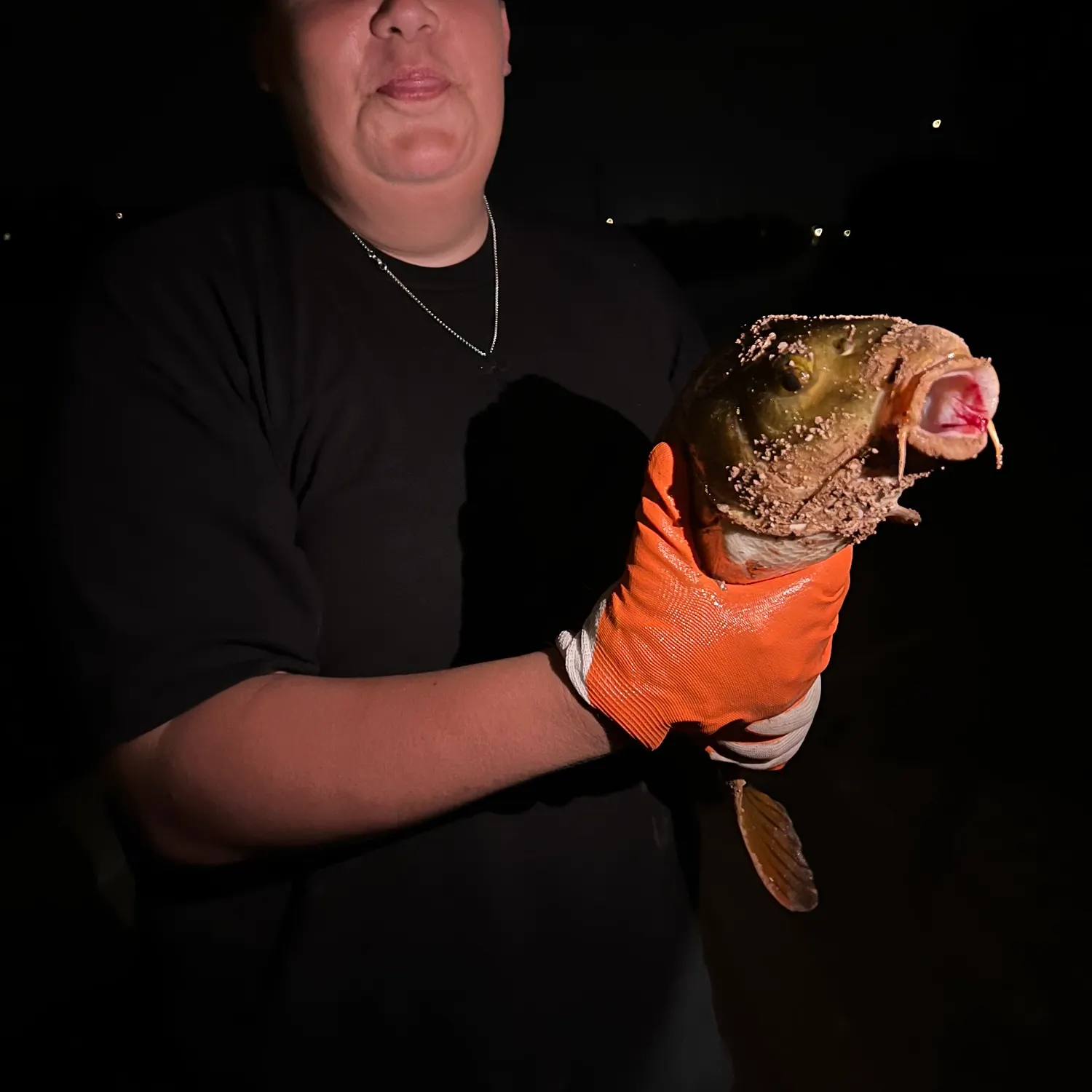 Common carp caught on Fishbrain