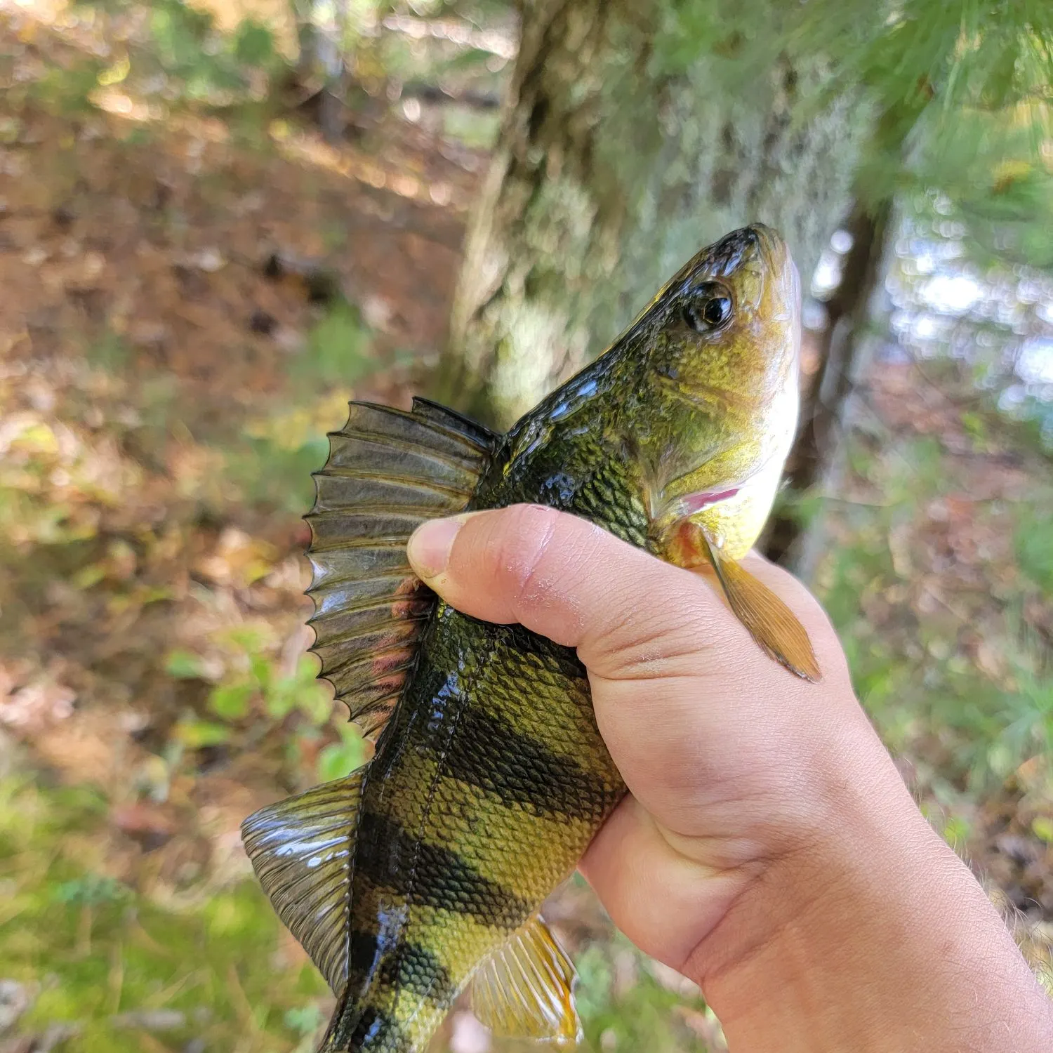 Yellow perch caught on Fishbrain