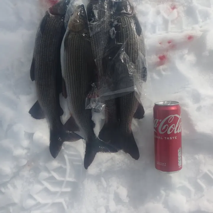 The most recent European grayling catches on Fishbrain