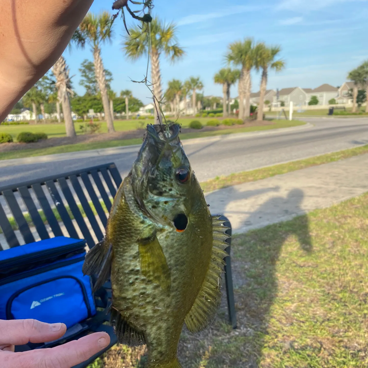 catch
