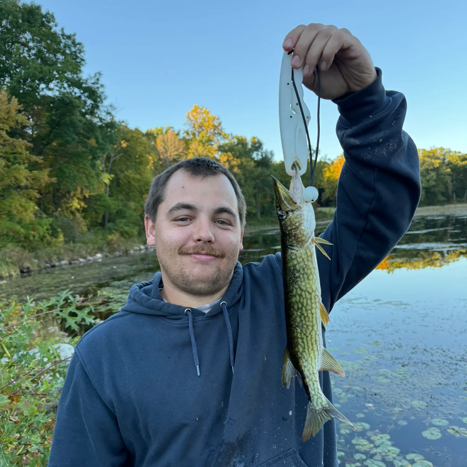 Chain pickerel caught on Fishbrain