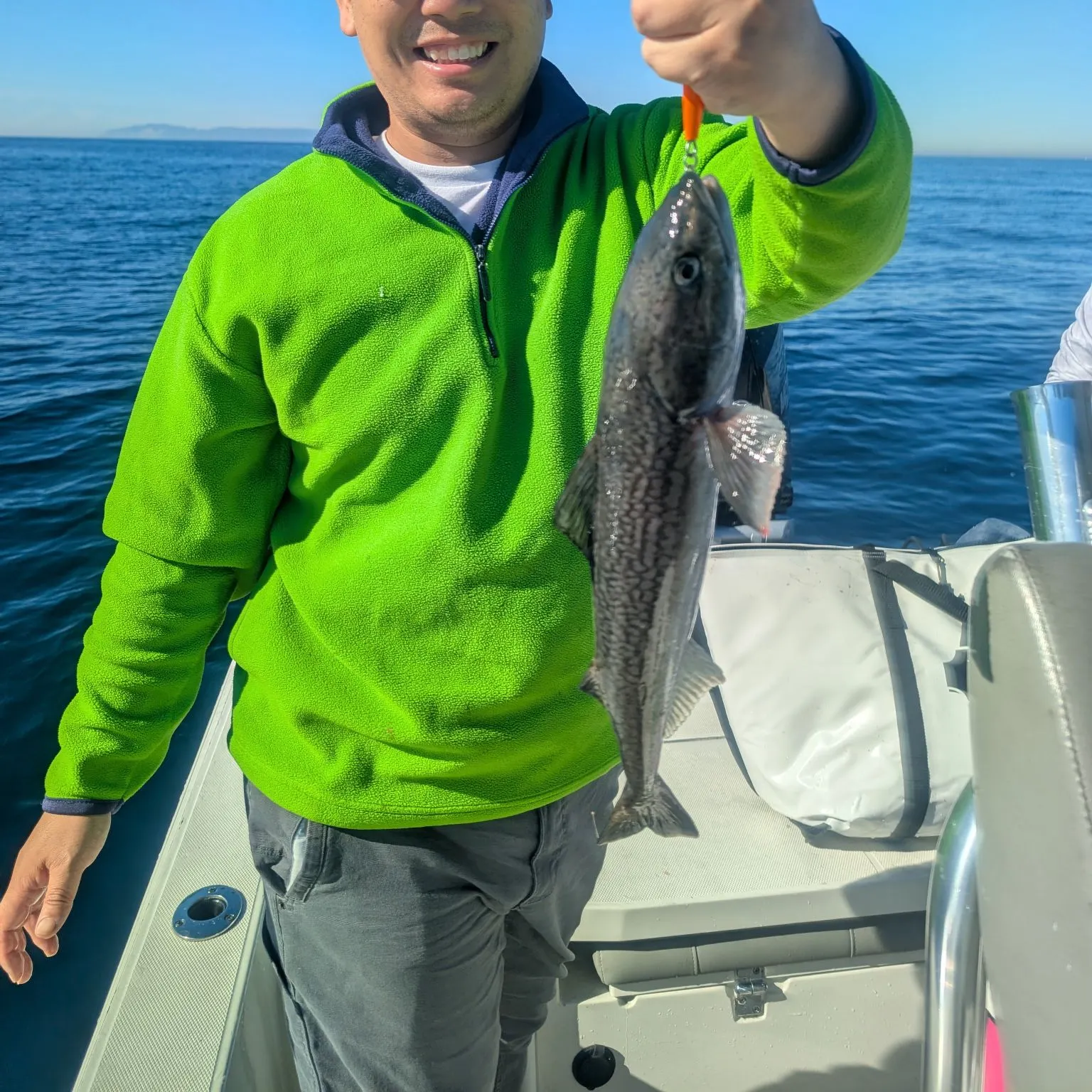 The most recent Sablefish catches on Fishbrain