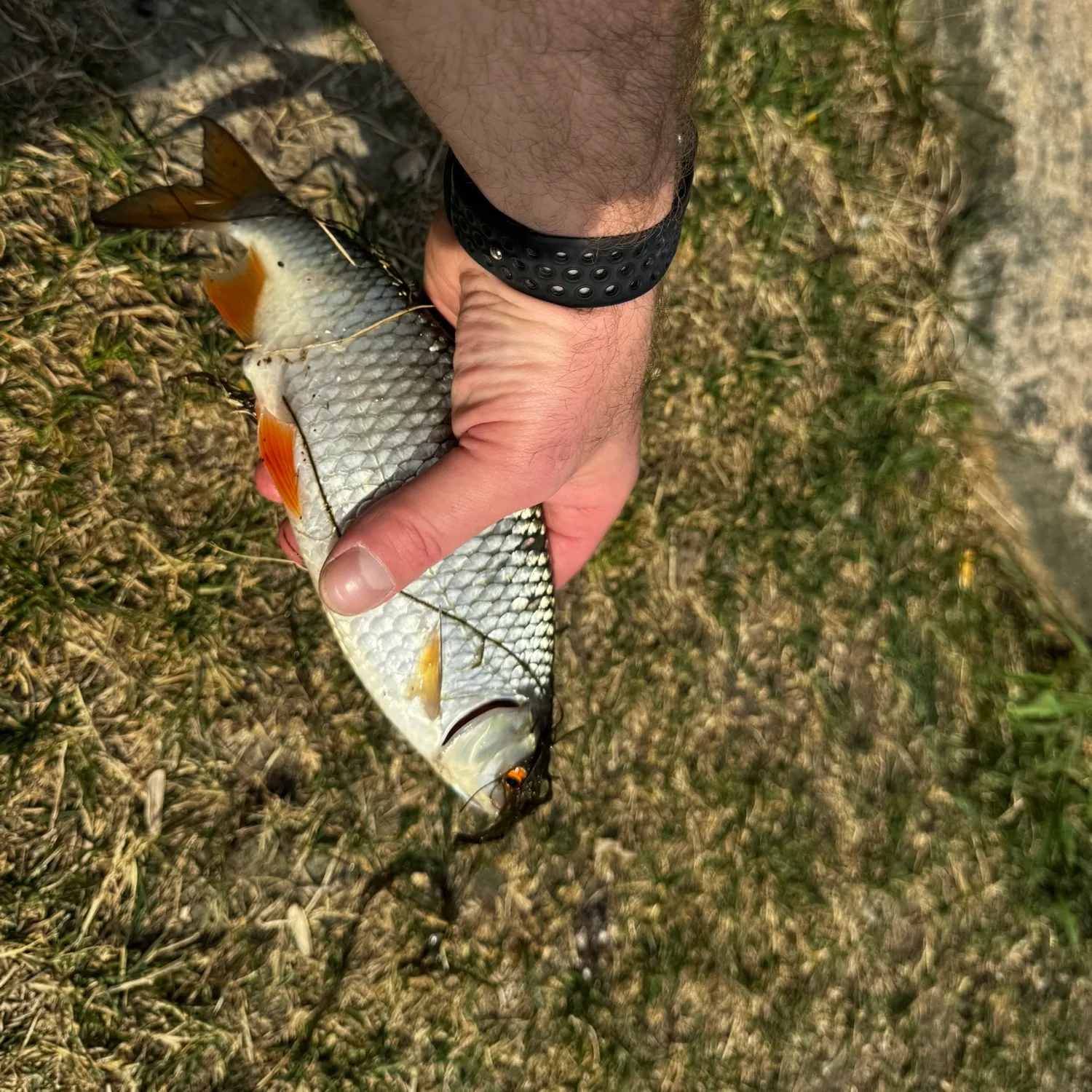 Common roach caught on Fishbrain