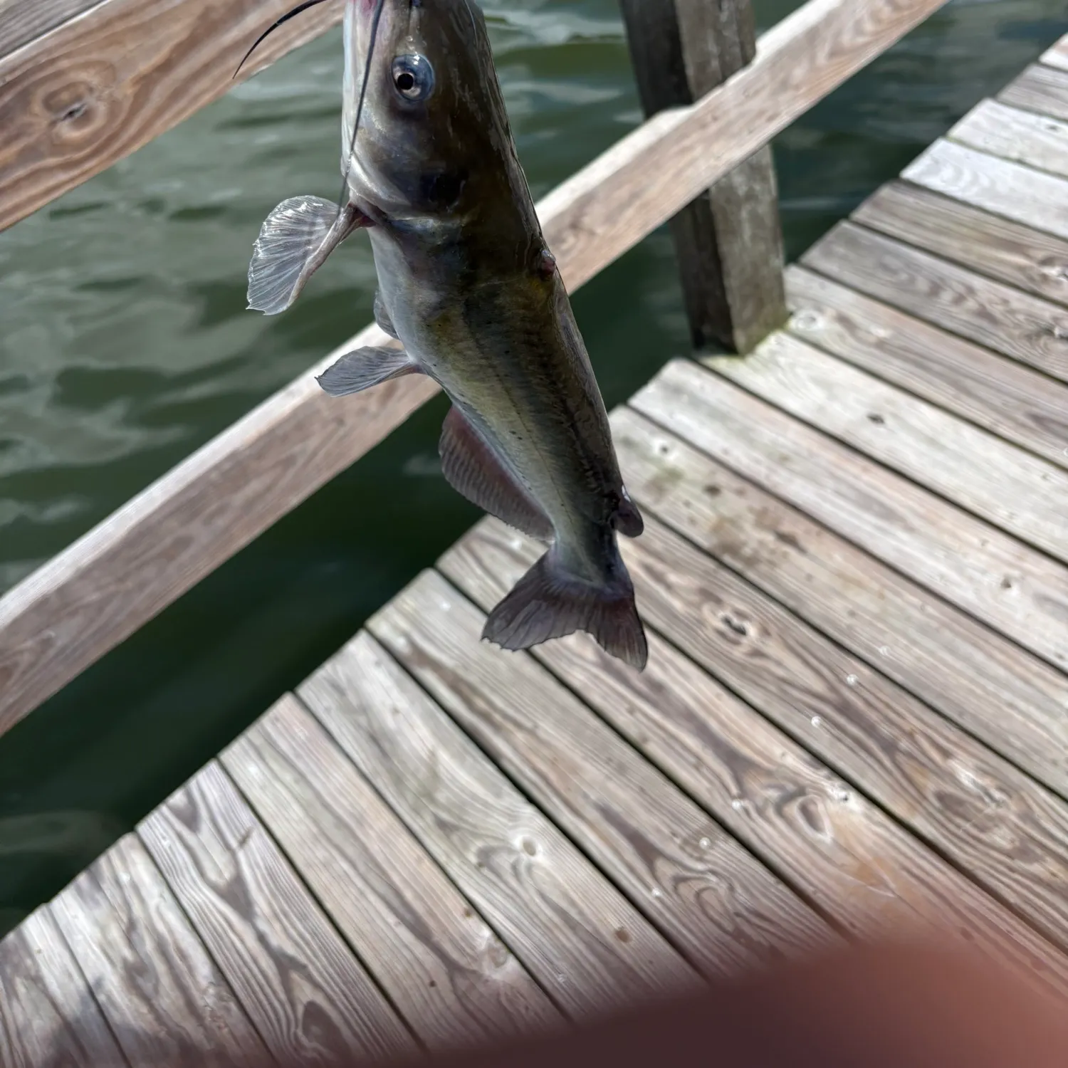 Channel catfish caught on Fishbrain