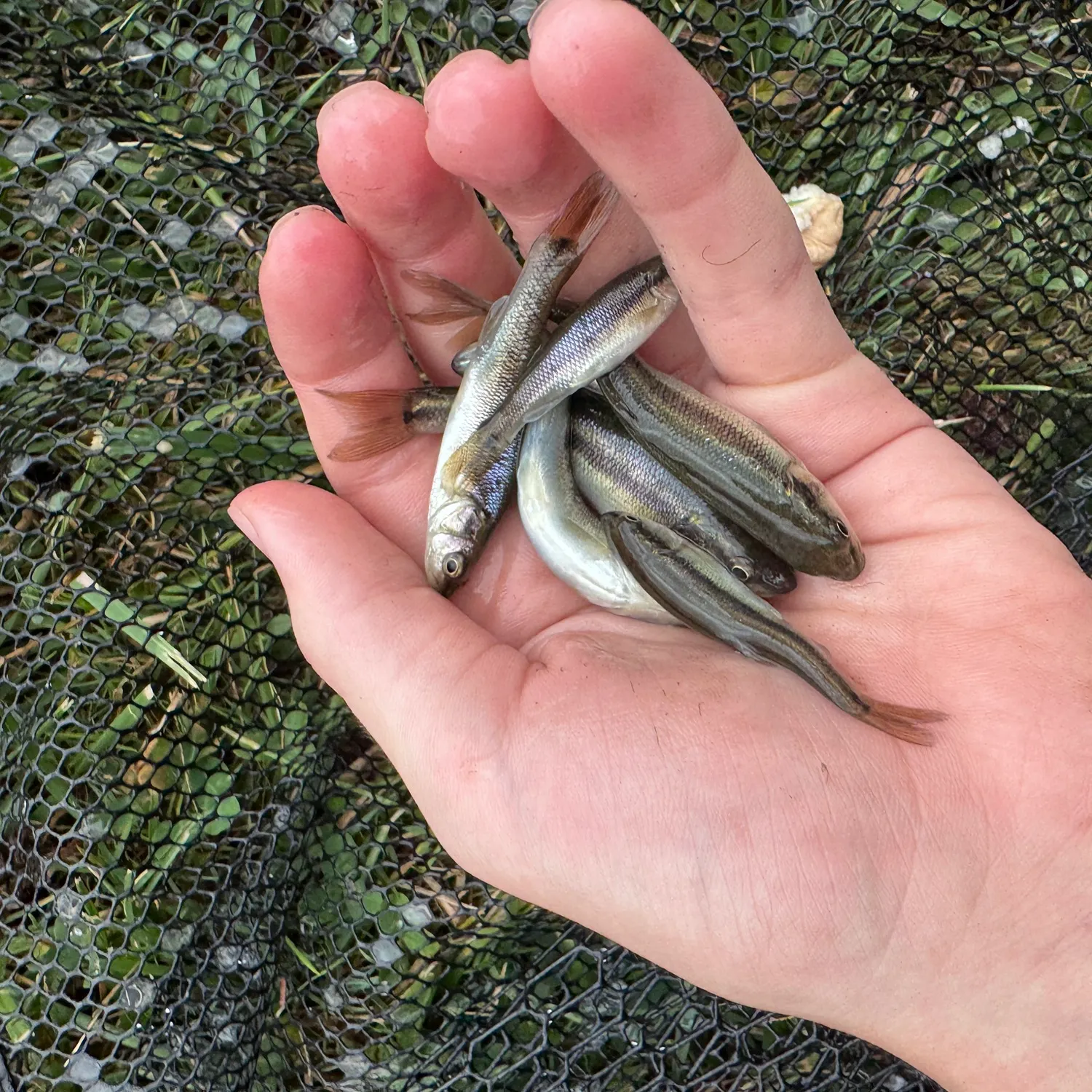 Creek chub caught on Fishbrain
