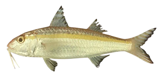 Goldband goatfish