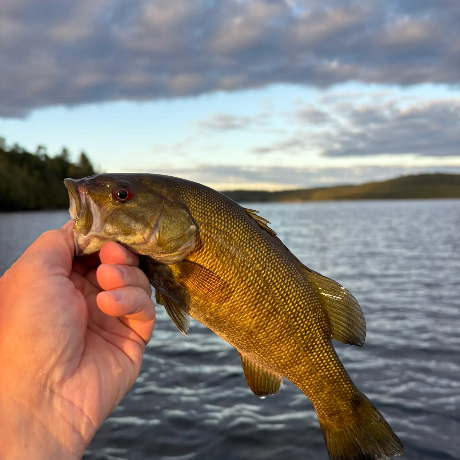 Smallmouth bass caught on Fishbrain