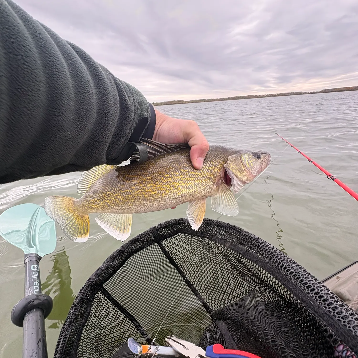 Walleye caught on Fishbrain