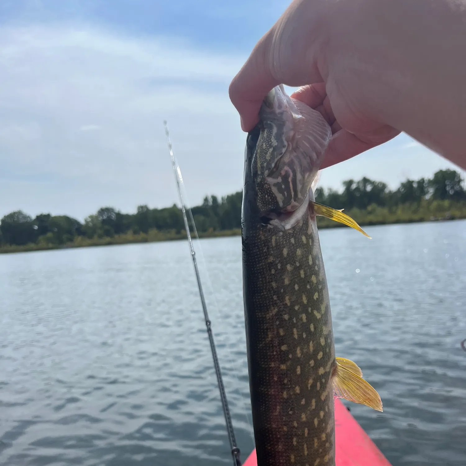 Northern pike caught on Fishbrain