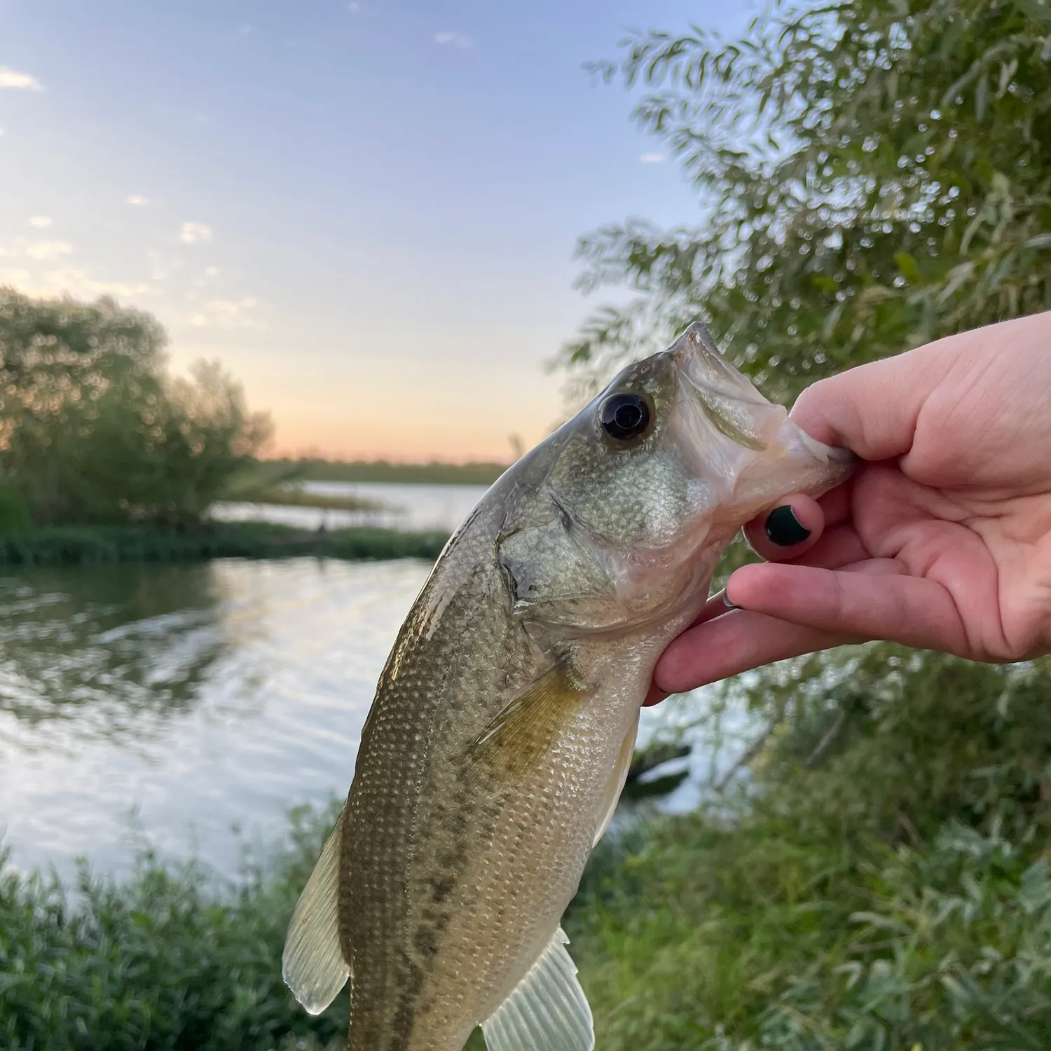 Largemouth bass caught on Fishbrain