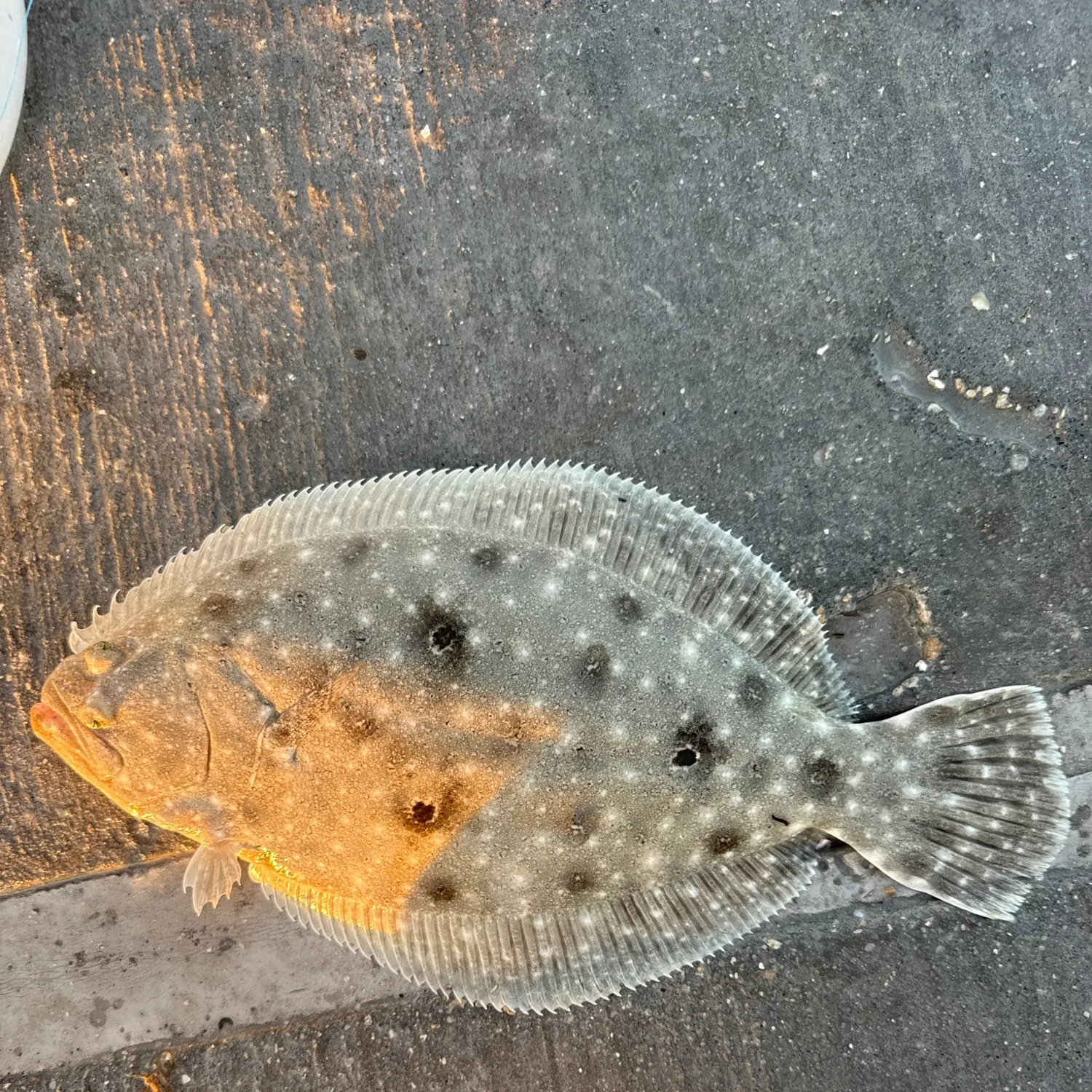 The most recent Summer flounder catches on Fishbrain