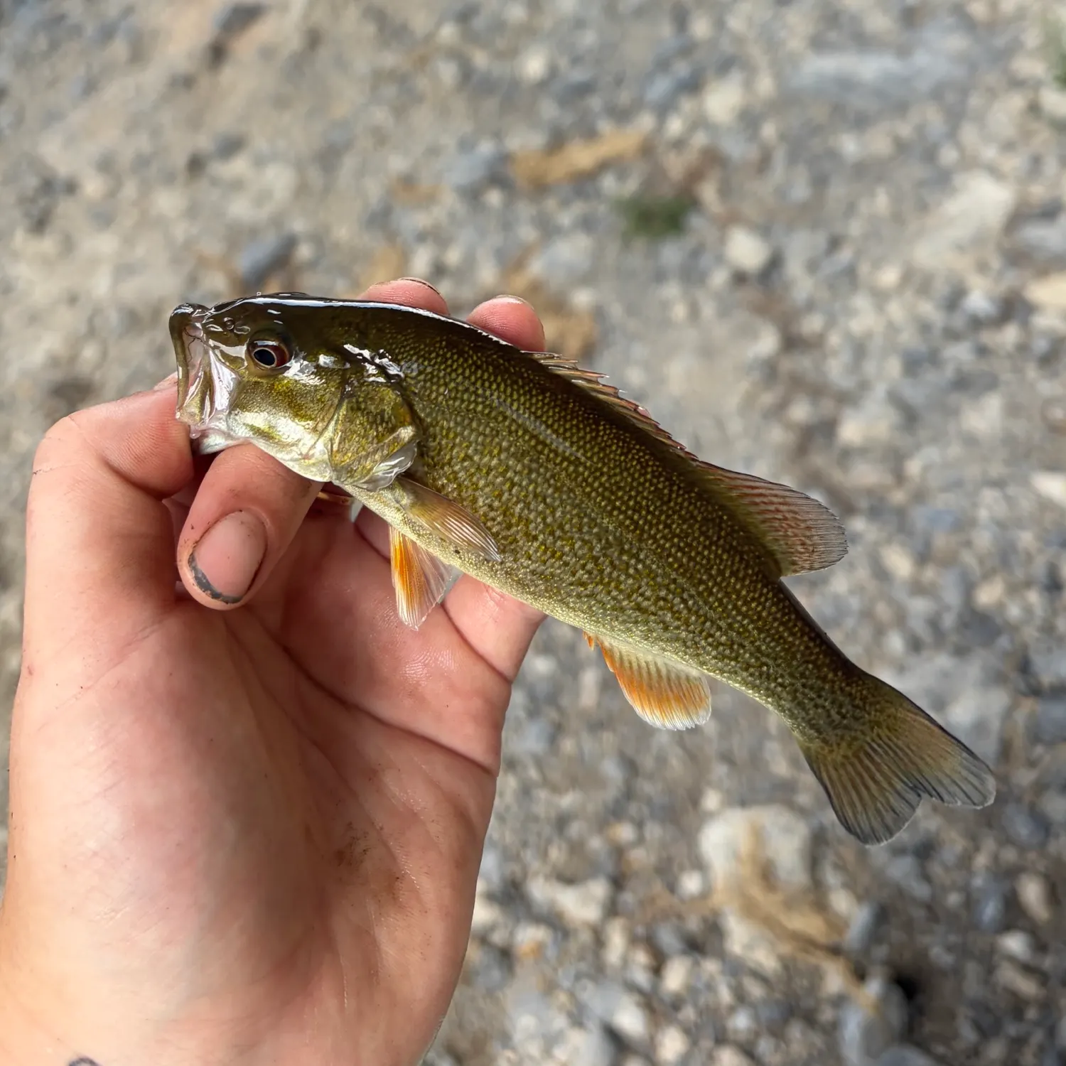 Smallmouth bass caught on Fishbrain