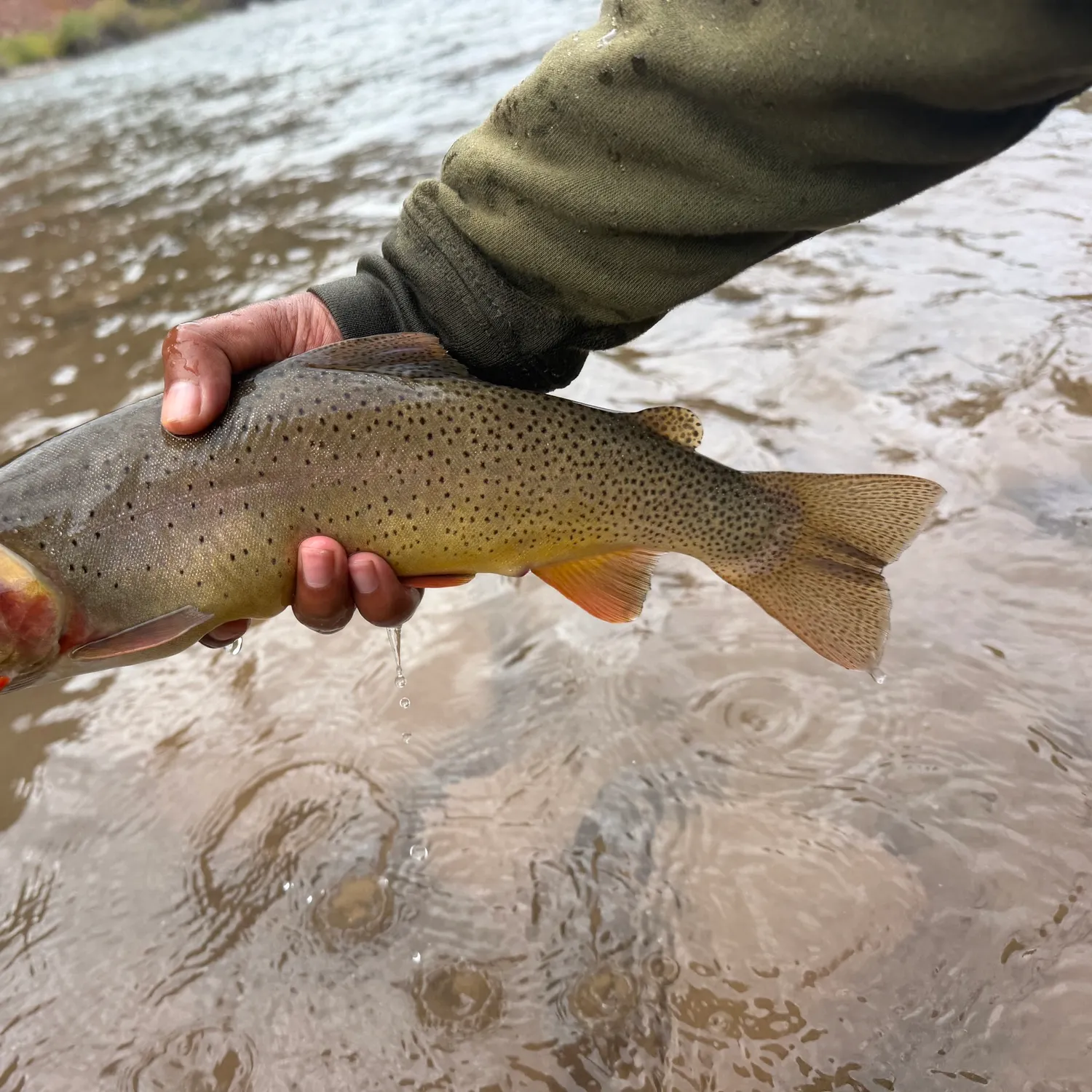 Cutthroat trout caught on Fishbrain