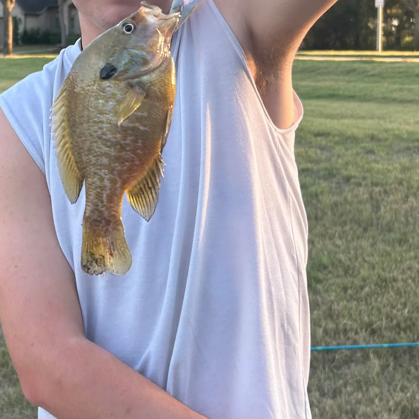 The most recent Greengill hybrid catches on Fishbrain