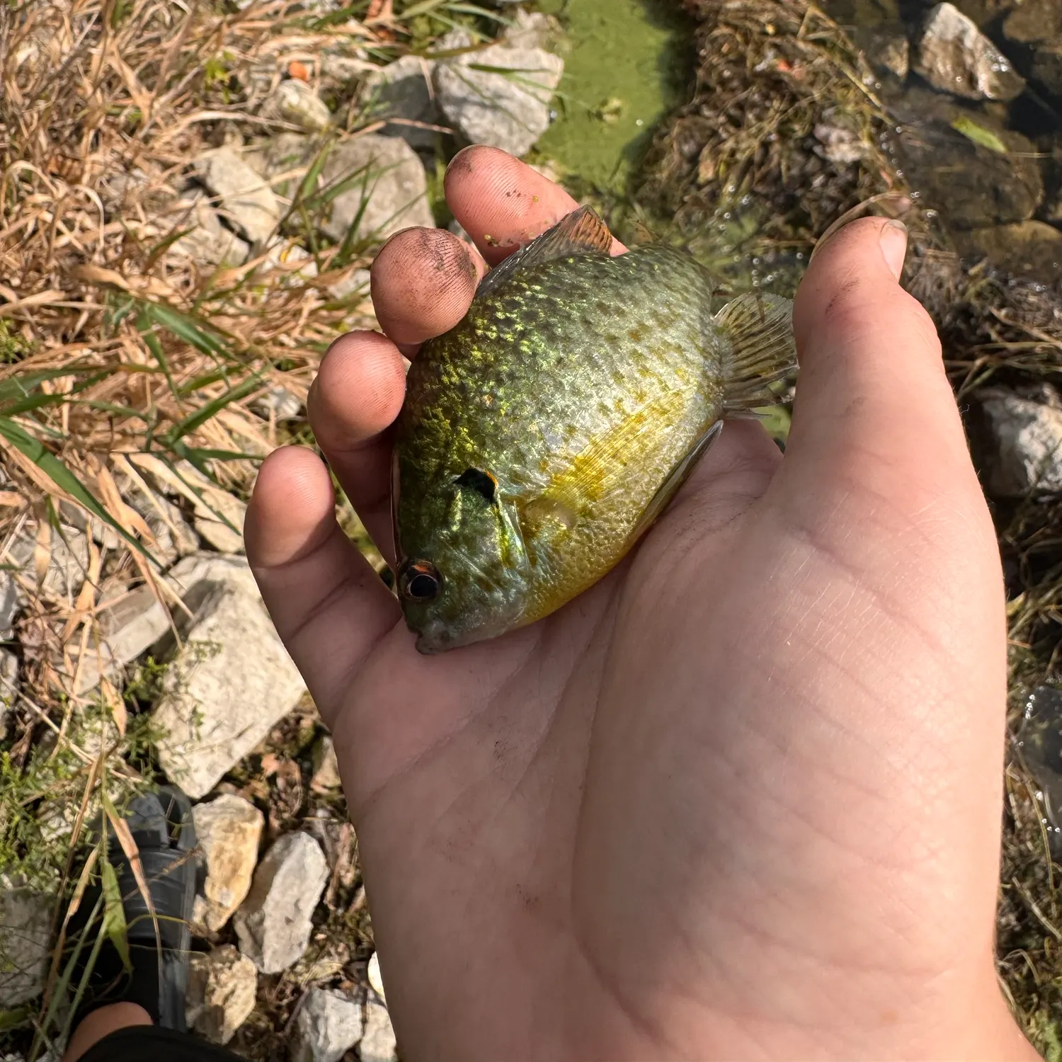 Bluegill caught on Fishbrain