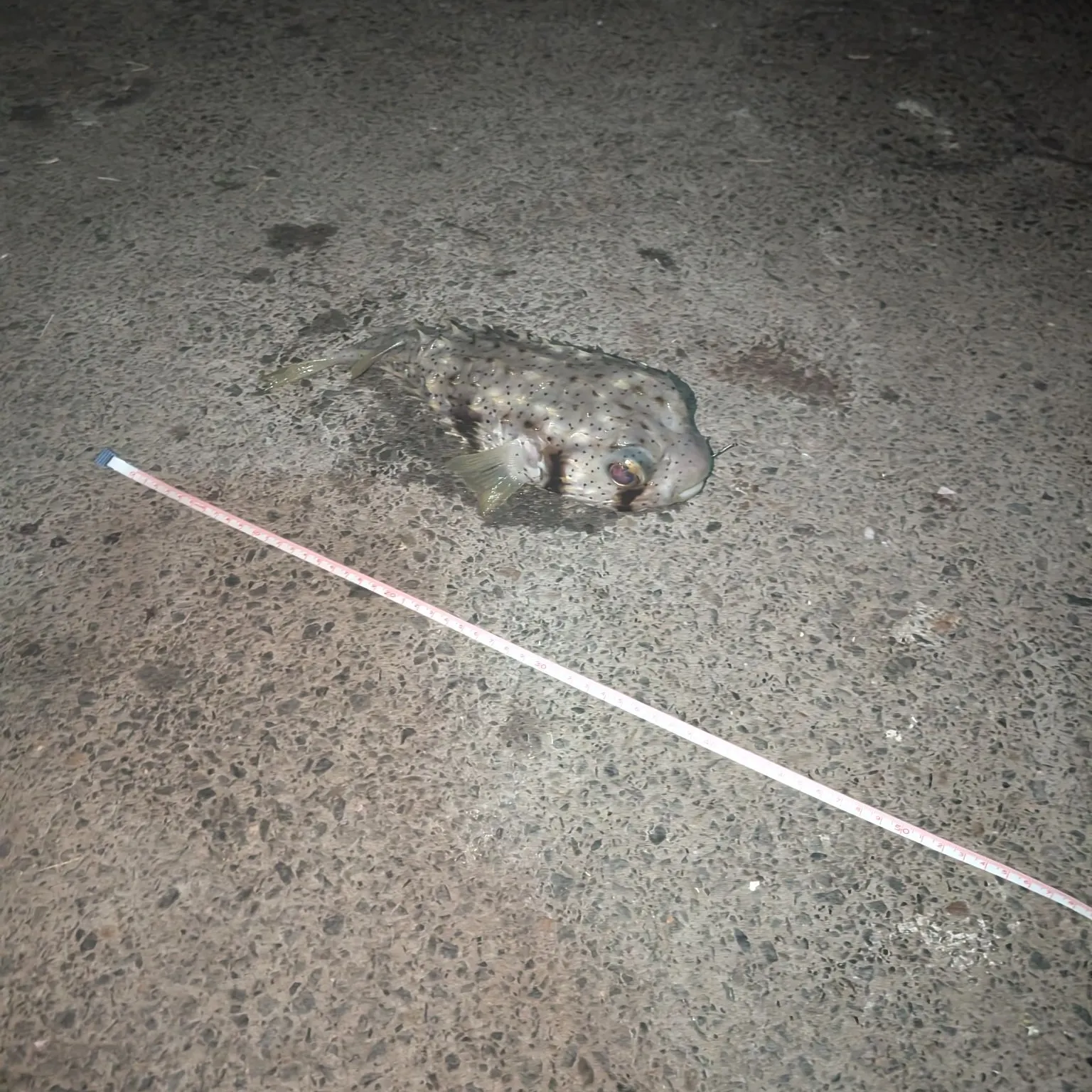 The most recent Longspined porcupinefish catches on Fishbrain