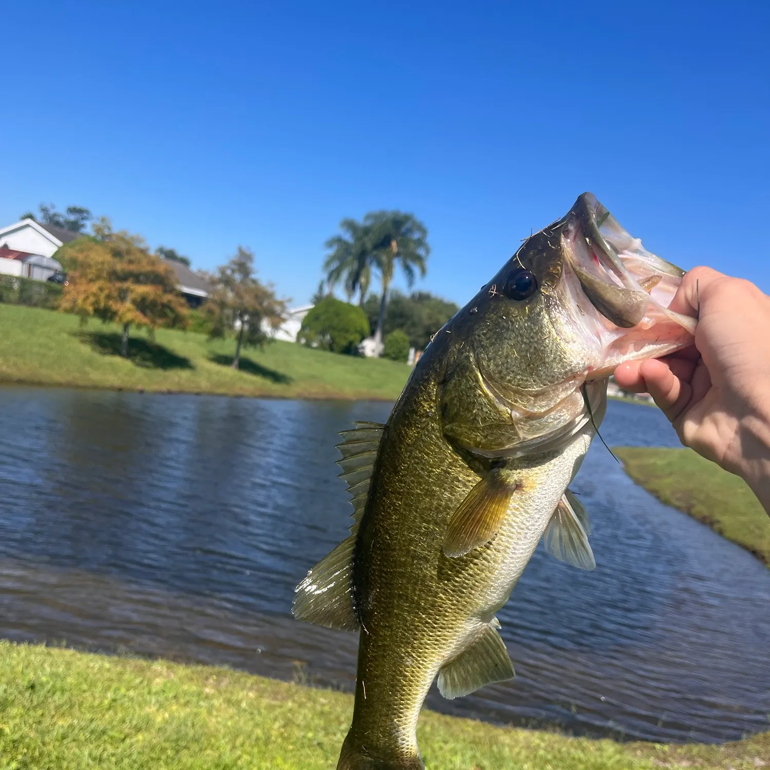Largemouth bass caught on Fishbrain