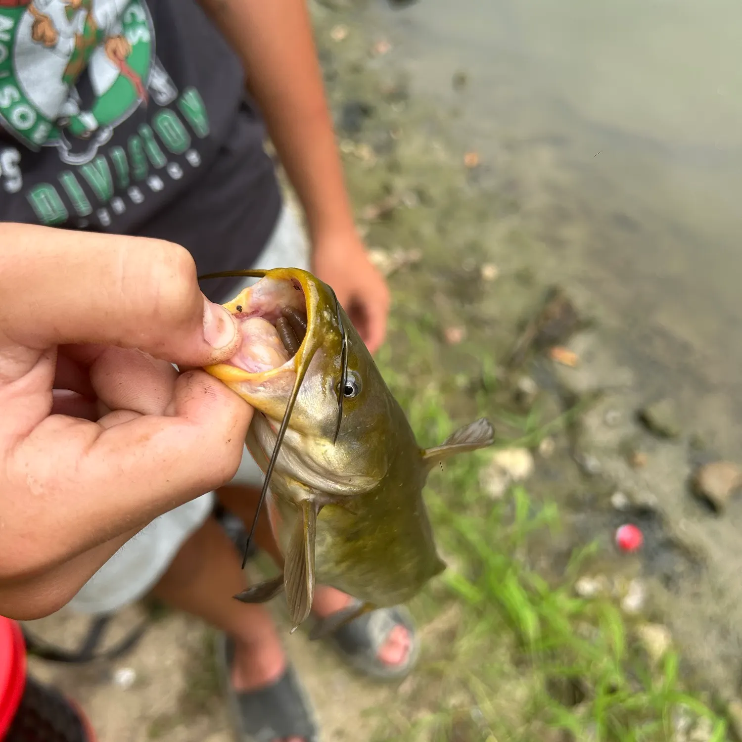 Yellow bullhead caught on Fishbrain