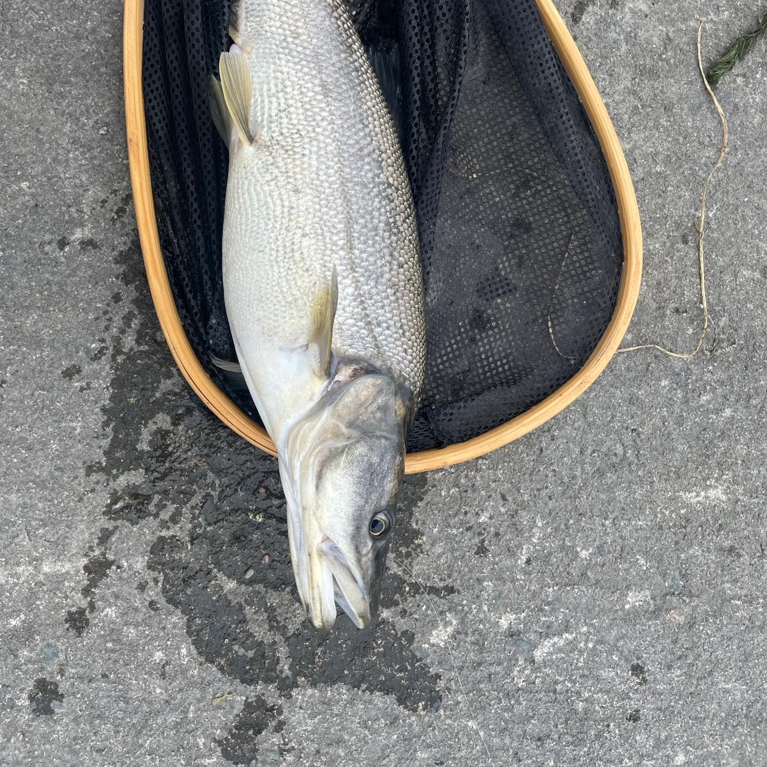 Northern pikeminnow caught on Fishbrain