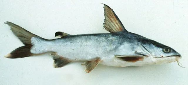 Spotted sea catfish