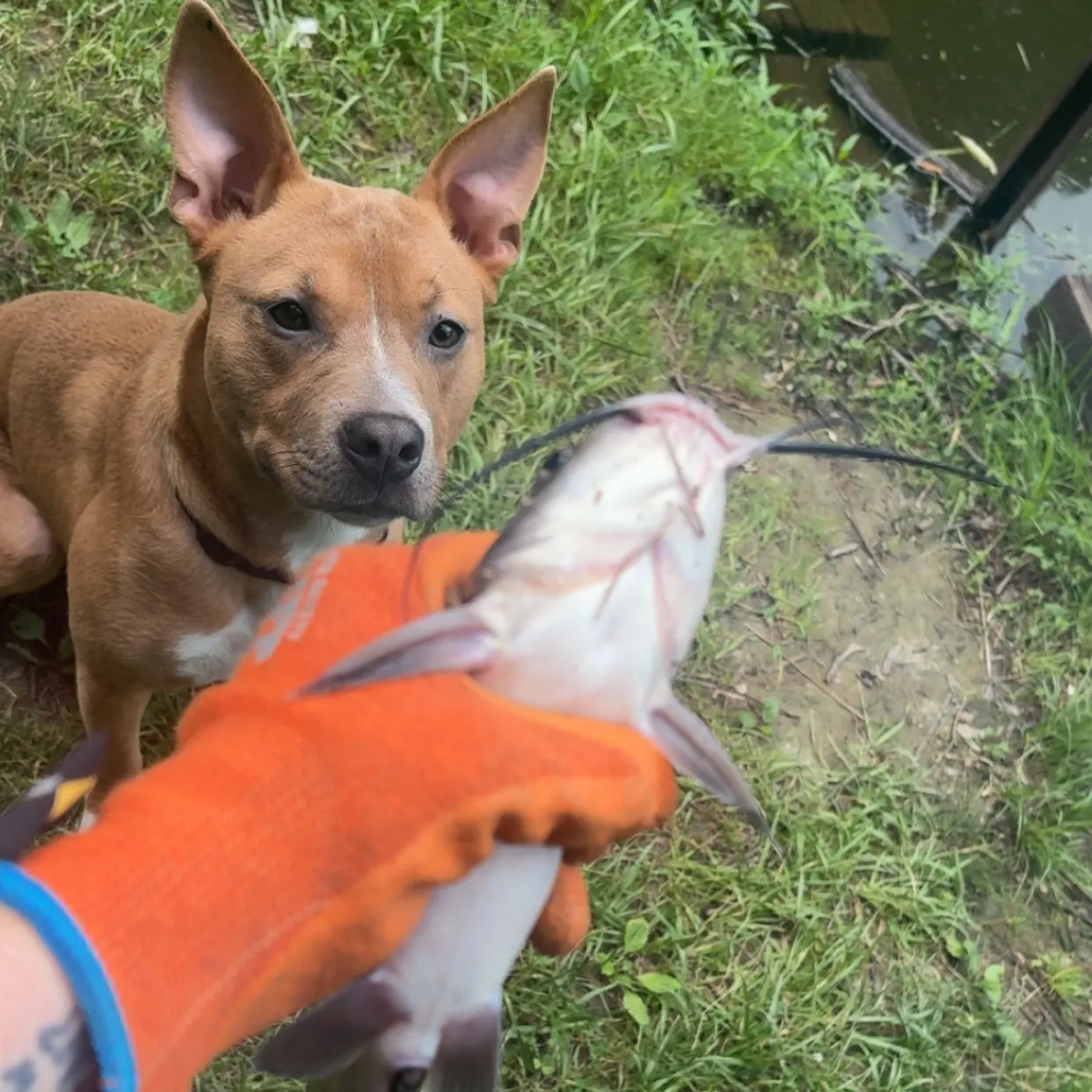 catch