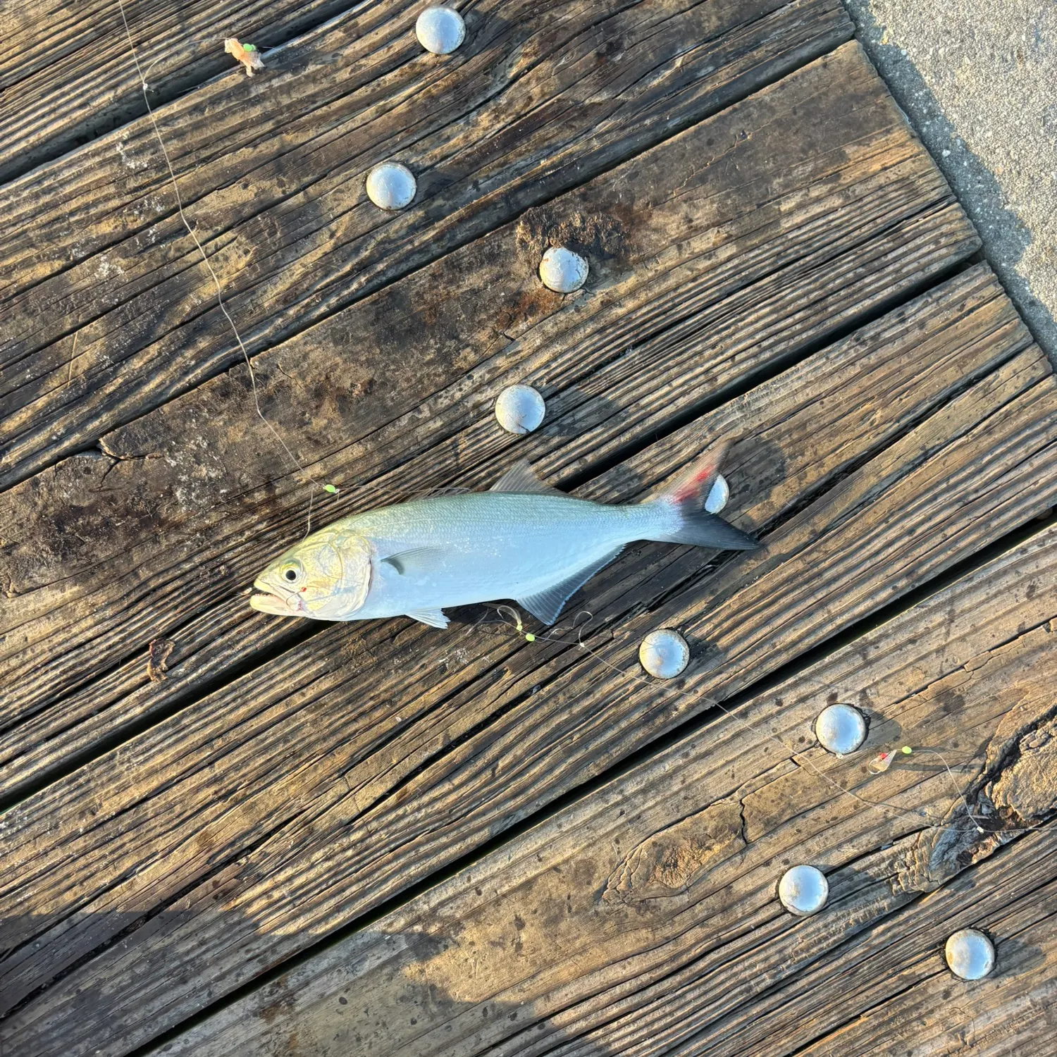 The most recent Leatherjack catches on Fishbrain