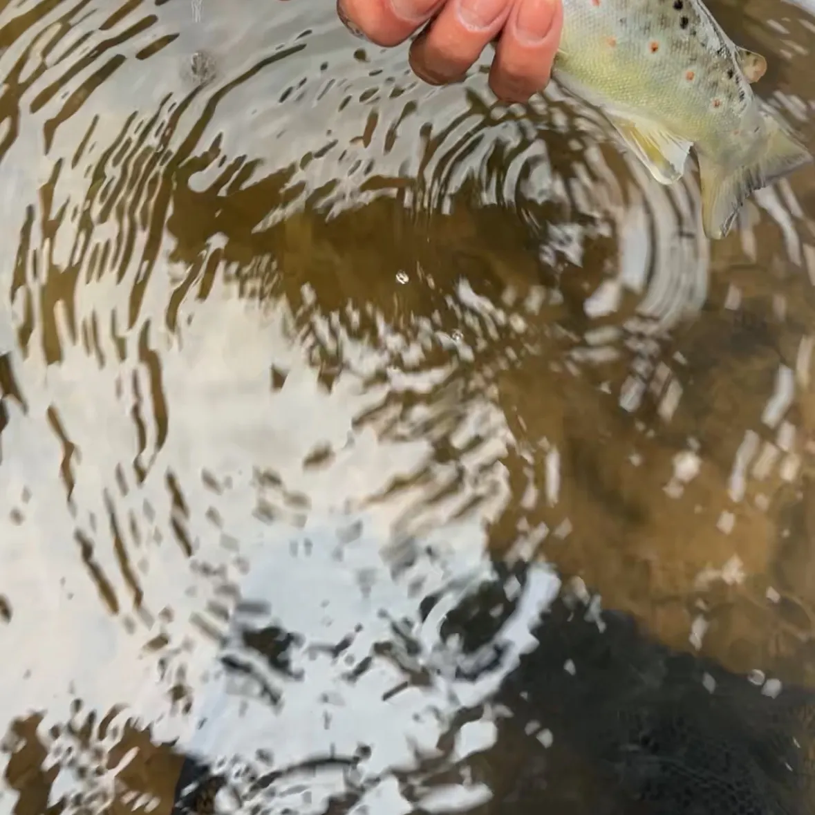 Brown trout caught on Fishbrain