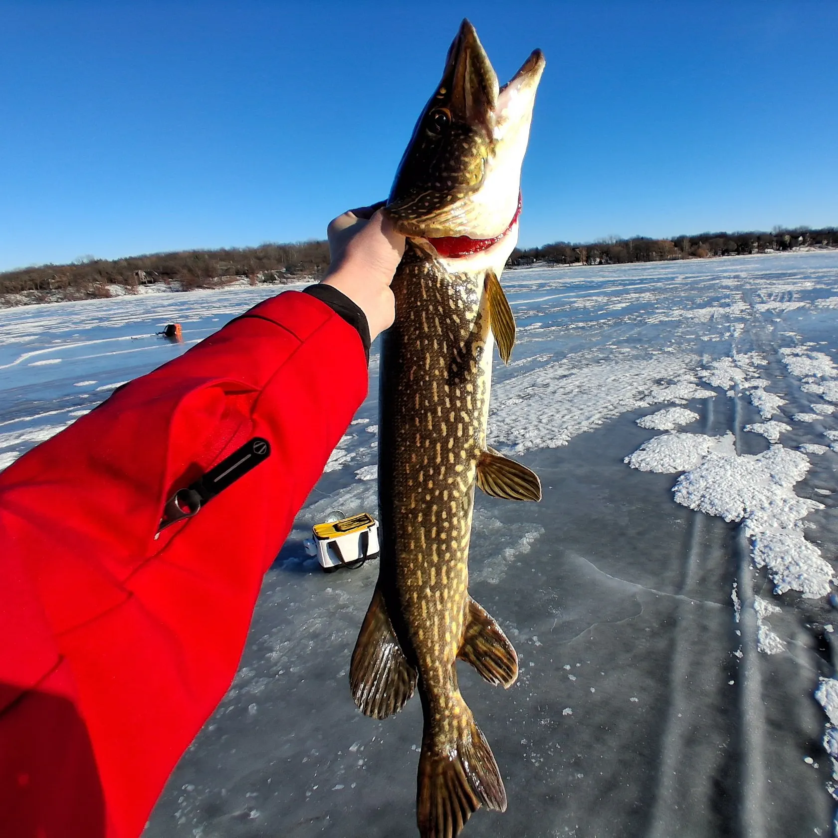 The most recent Northern pike catches on Fishbrain