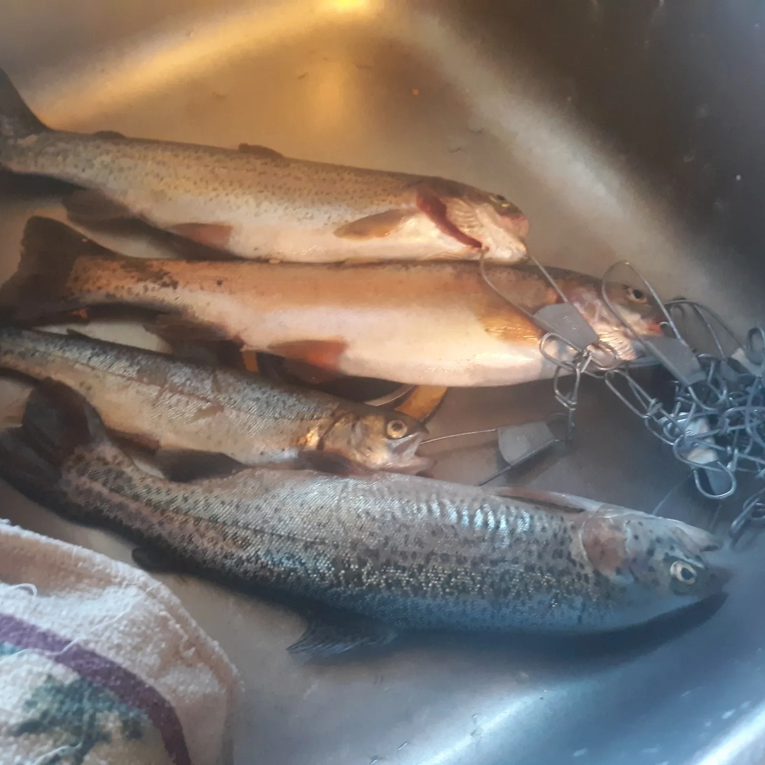 recently logged catches