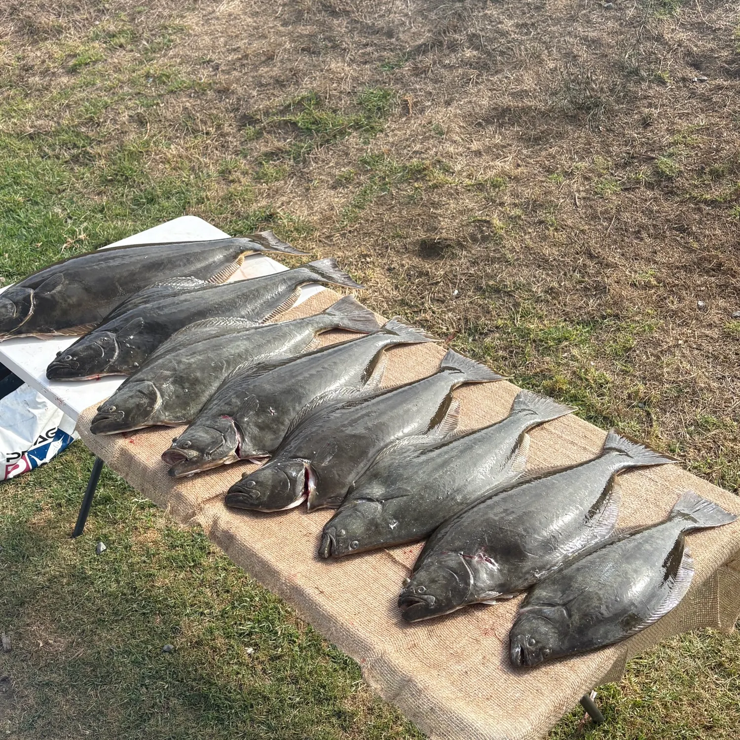 Pacific halibut caught on Fishbrain