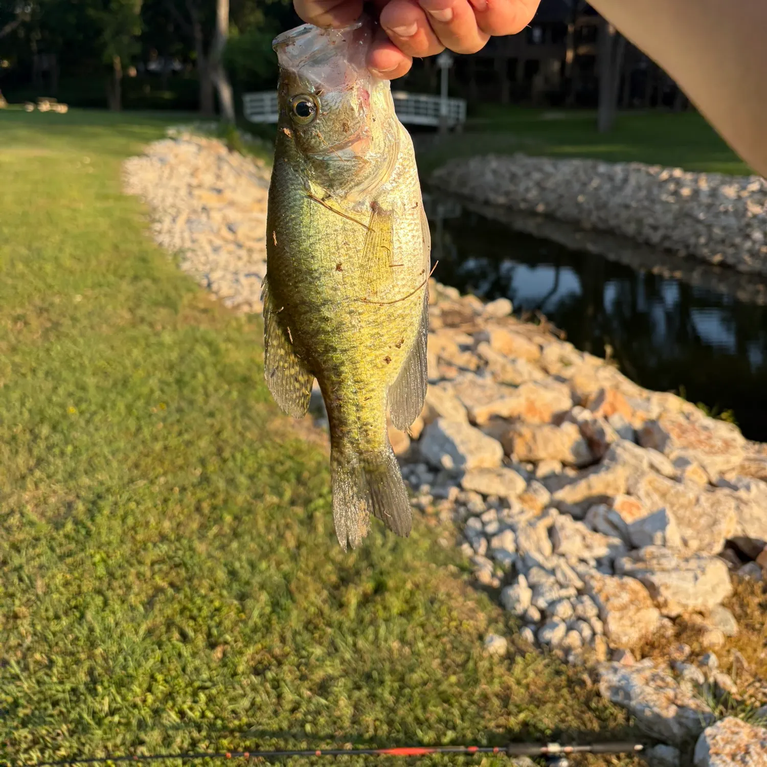 The most recent White crappie catches on Fishbrain