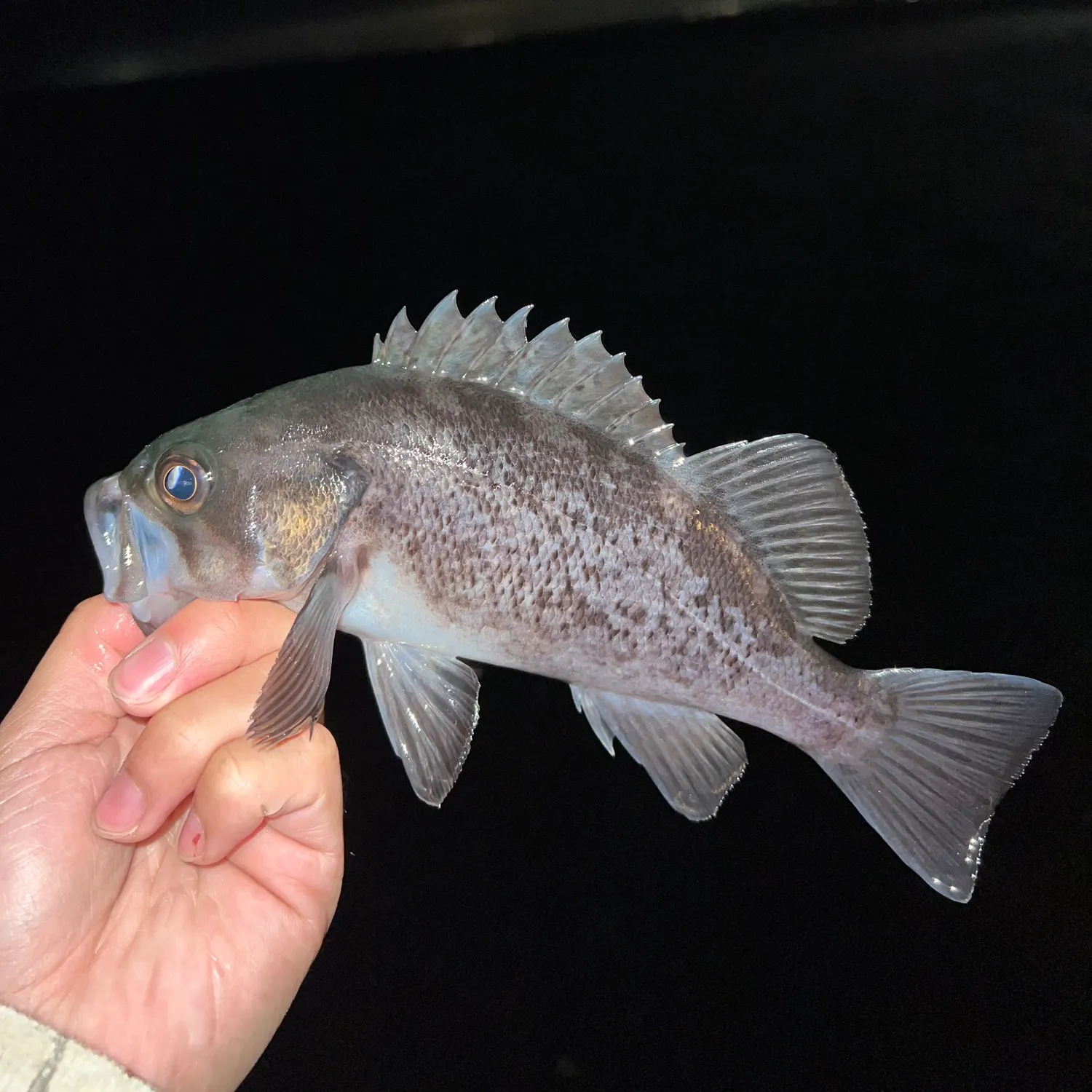 Fishing for Black rockfish near you