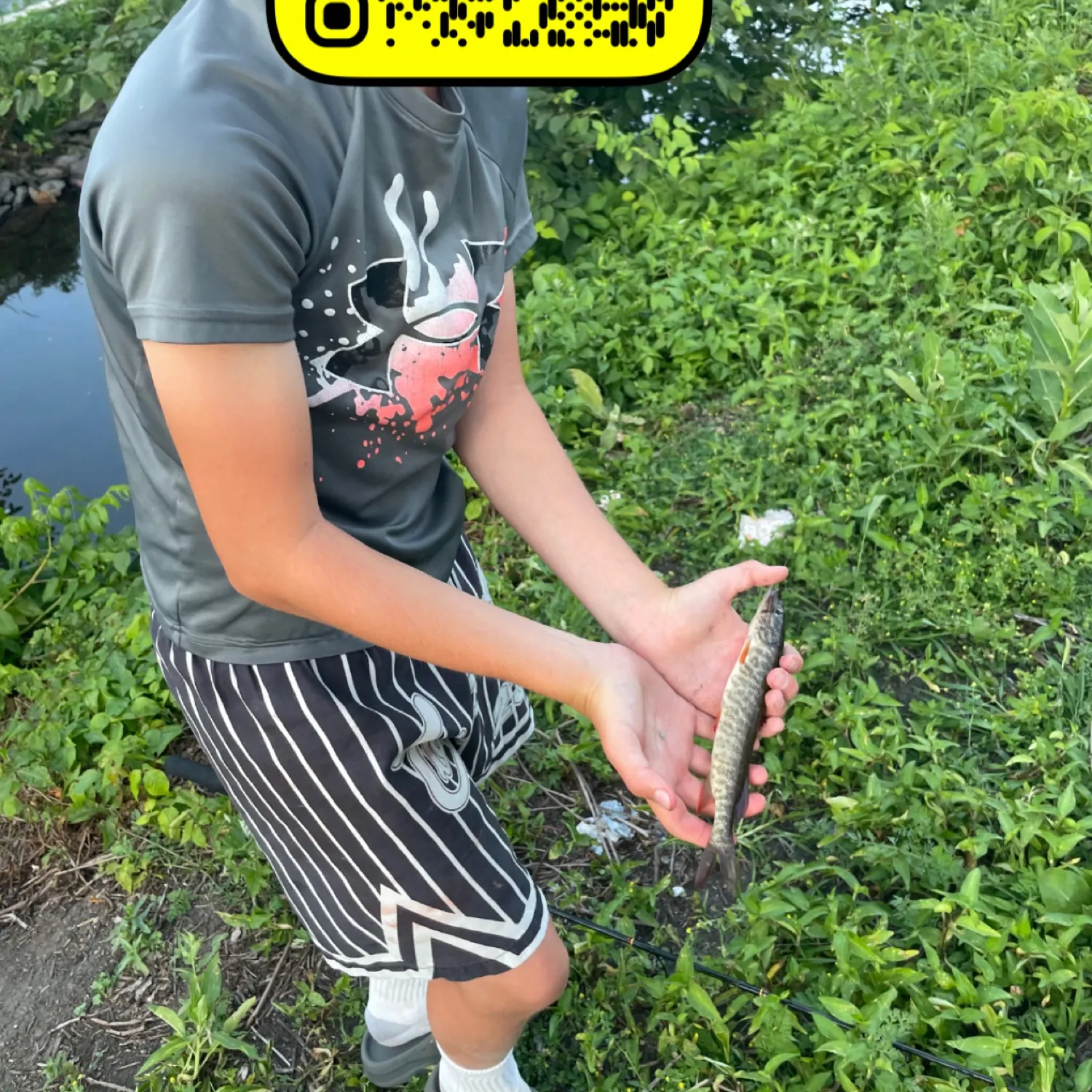 The most recent Redfin pickerel catches on Fishbrain