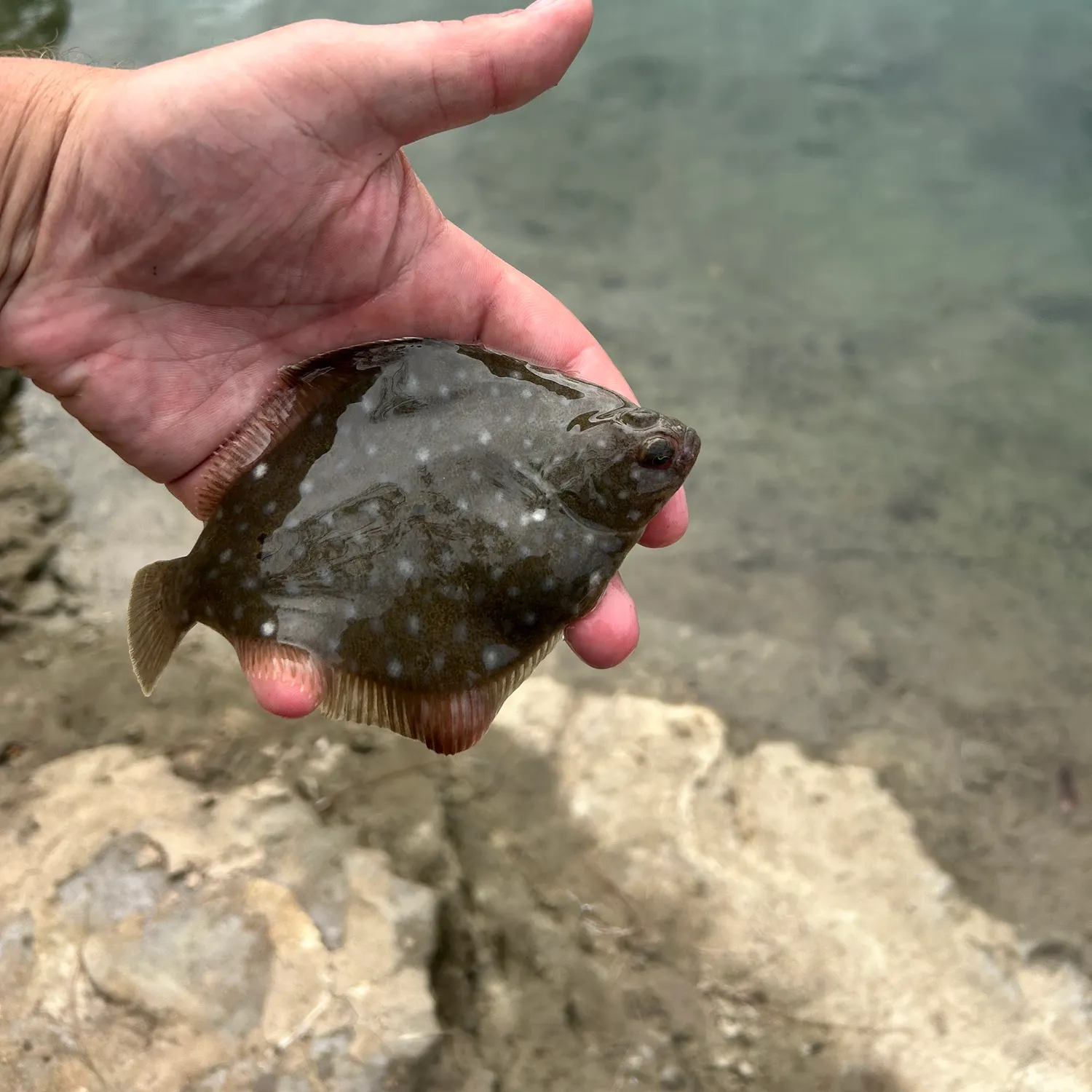 The most recent Diamond turbot catches on Fishbrain