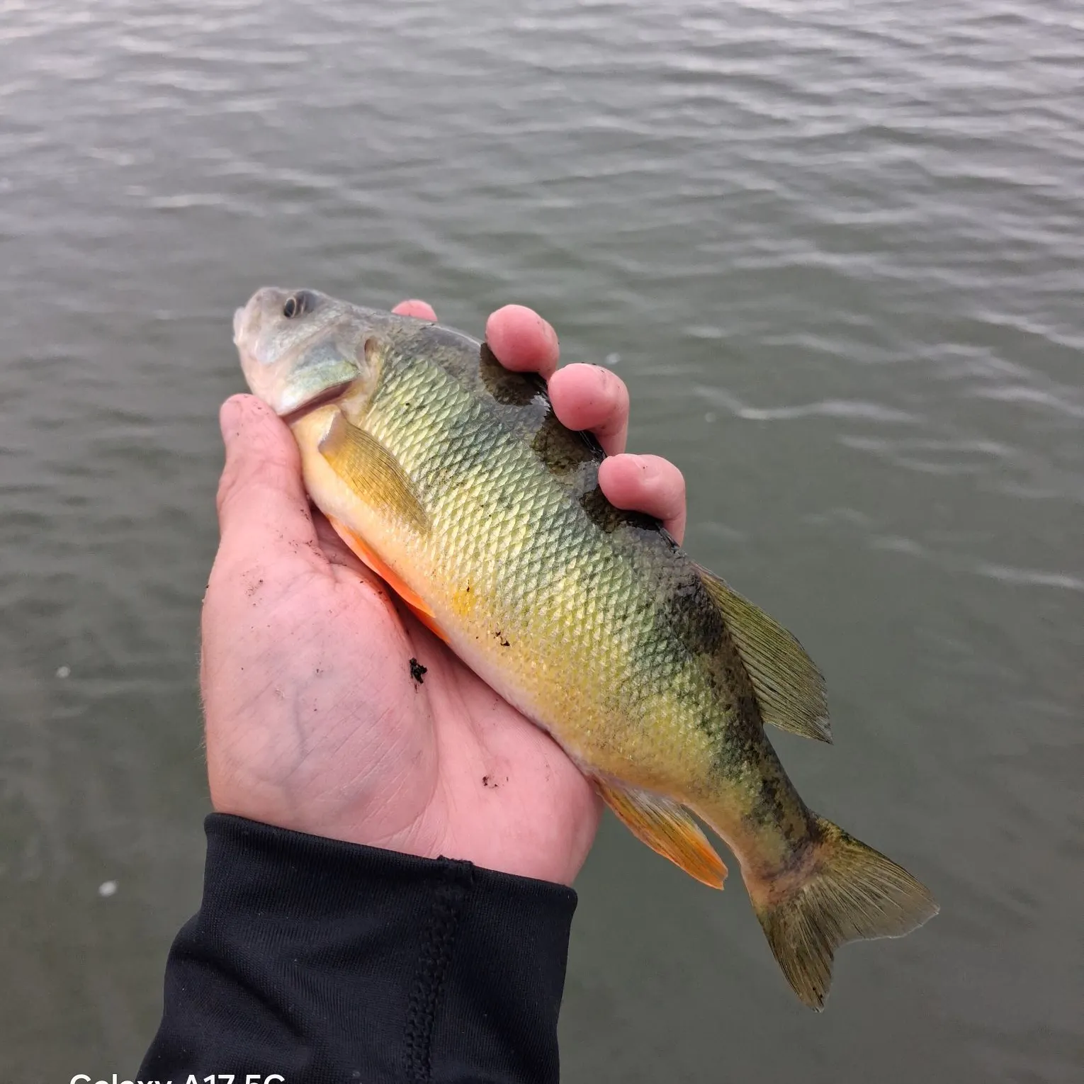 Yellow perch caught on Fishbrain