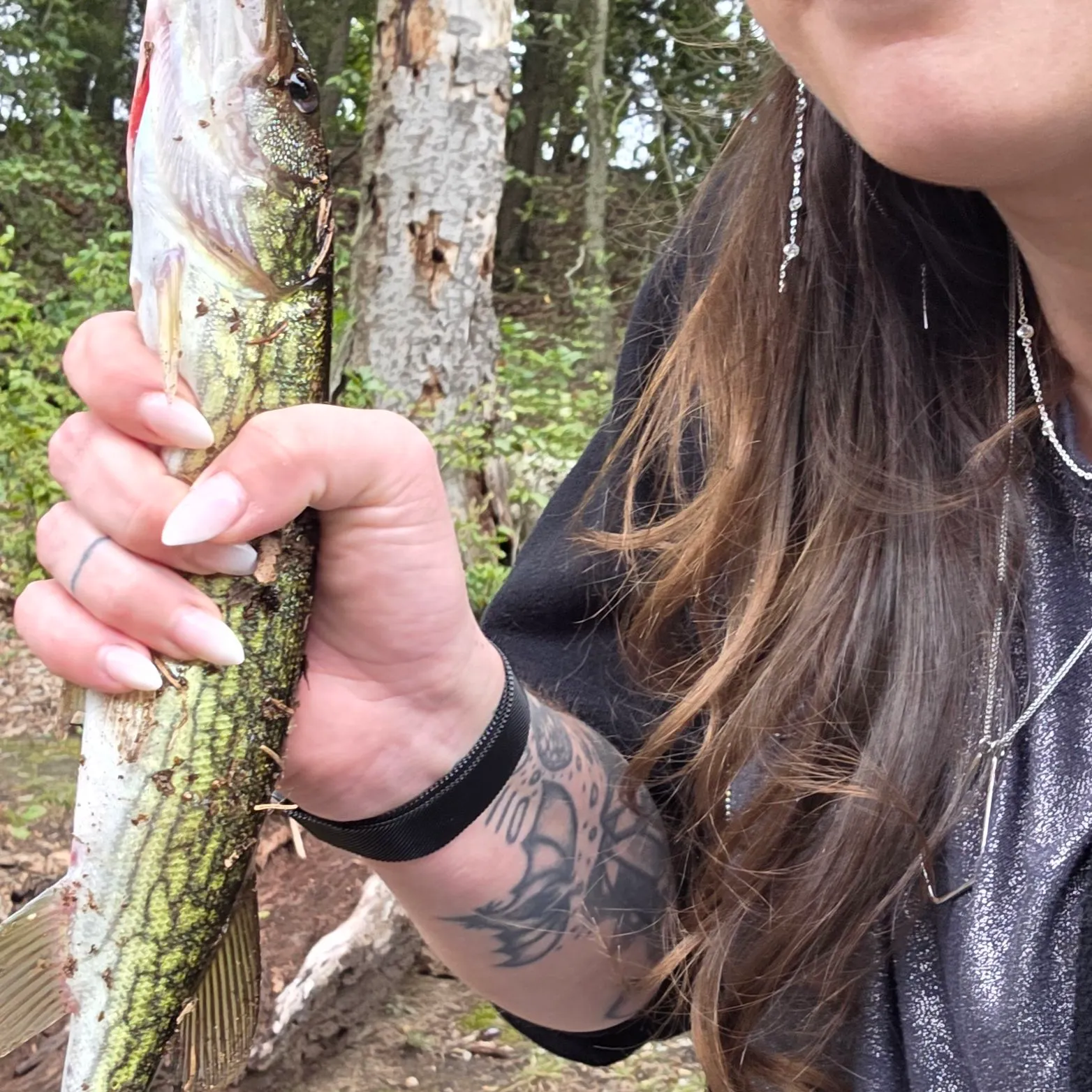 Chain pickerel caught on Fishbrain