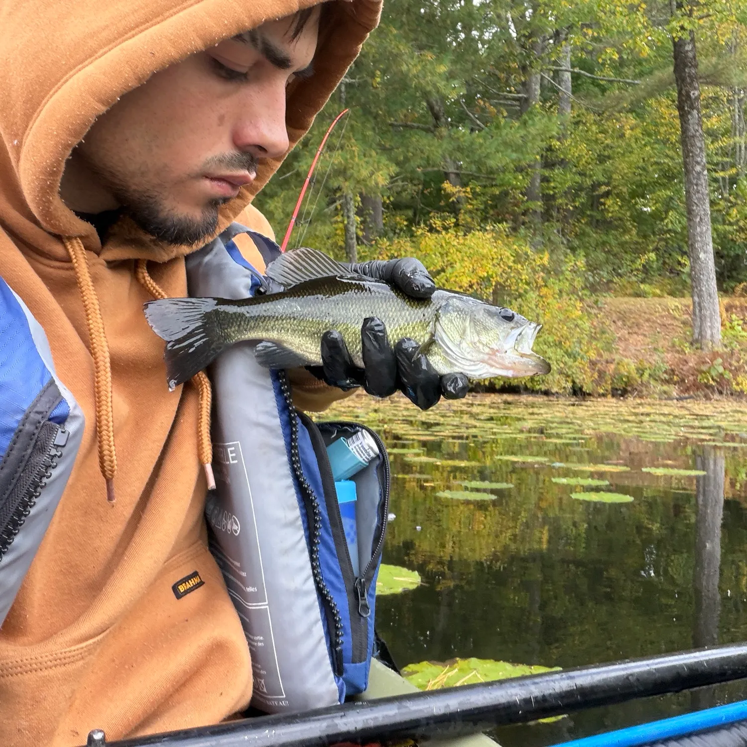Largemouth bass caught on Fishbrain