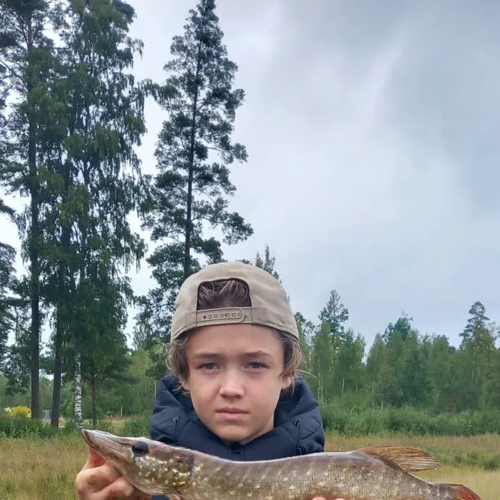 Northern pike caught on Fishbrain