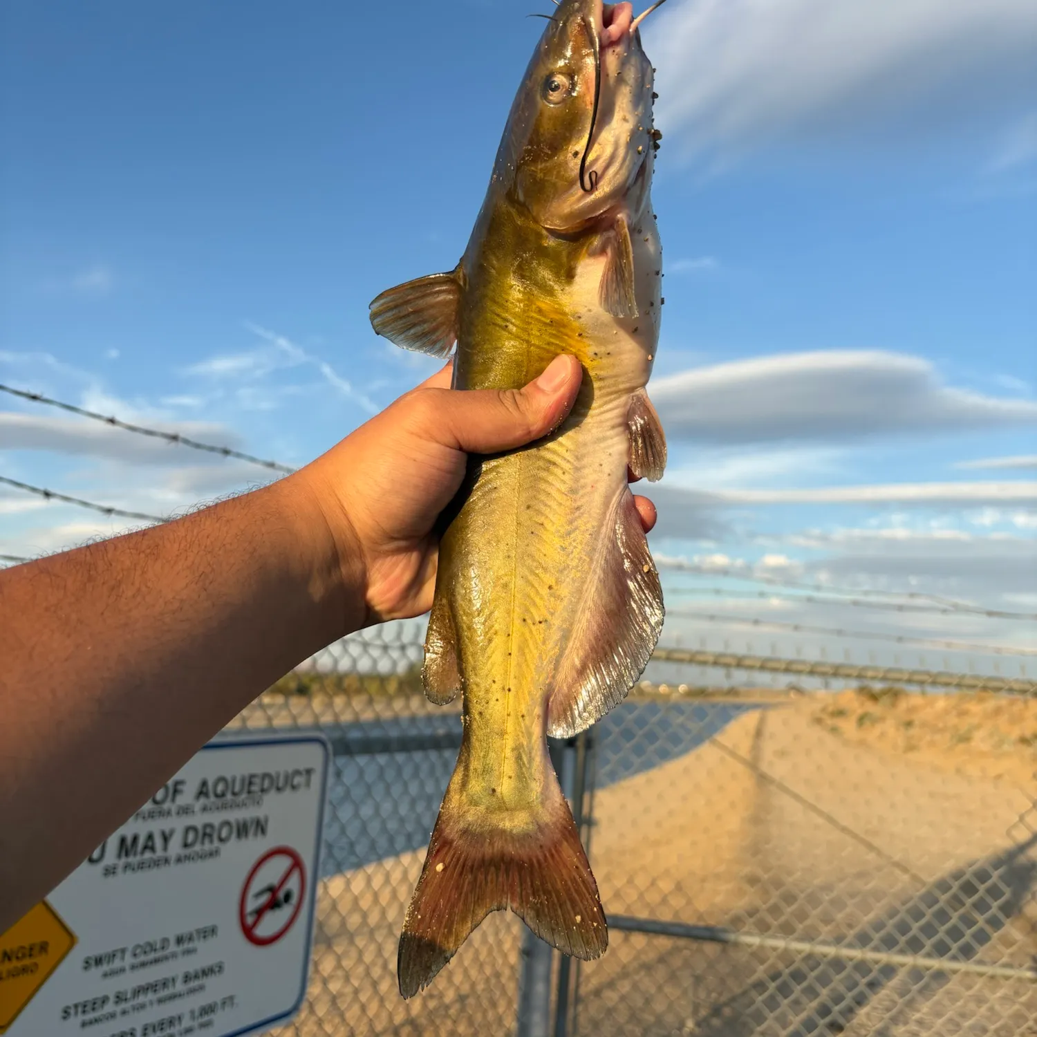 Channel catfish caught on Fishbrain