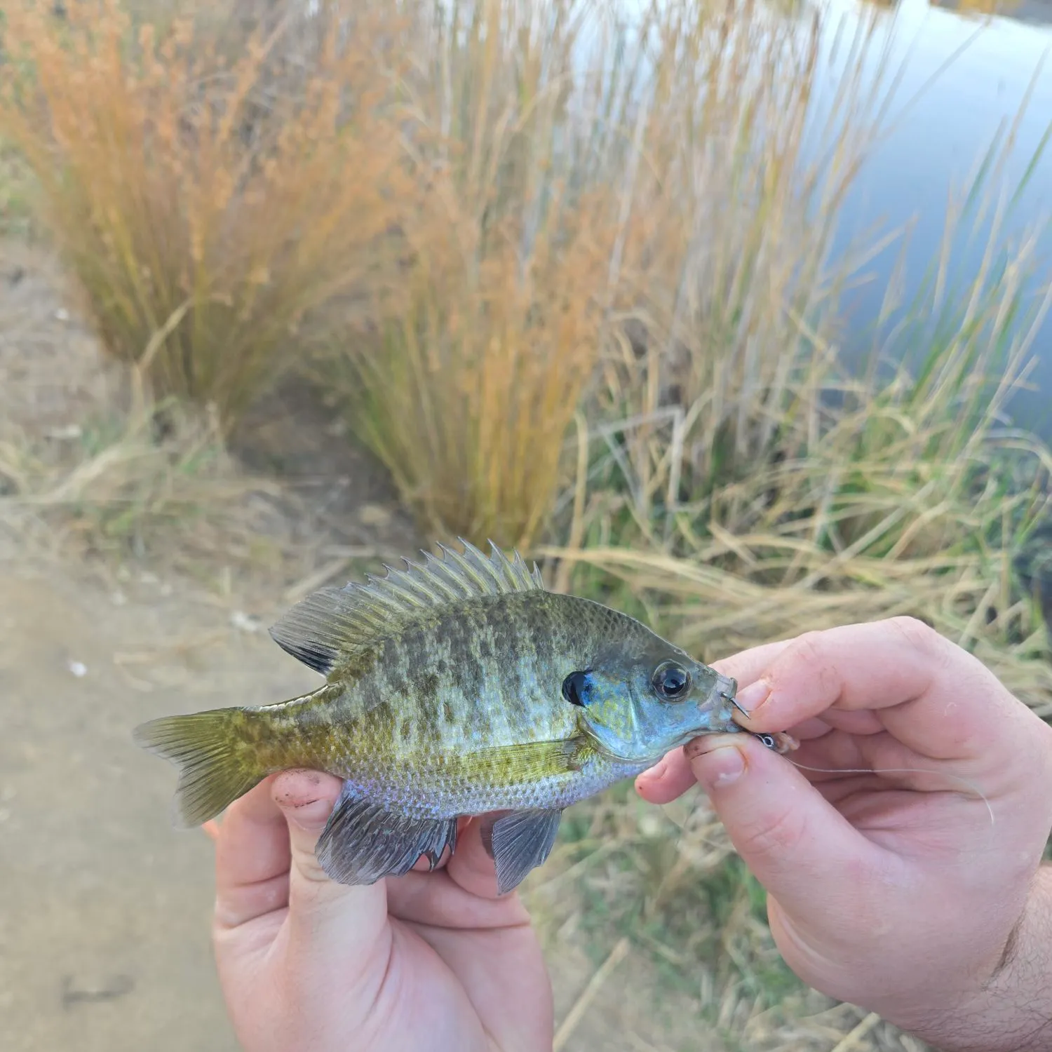 Bluegill caught on Fishbrain