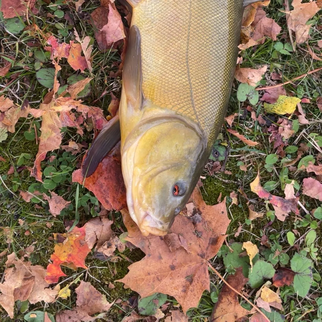 Largescale sucker caught on Fishbrain