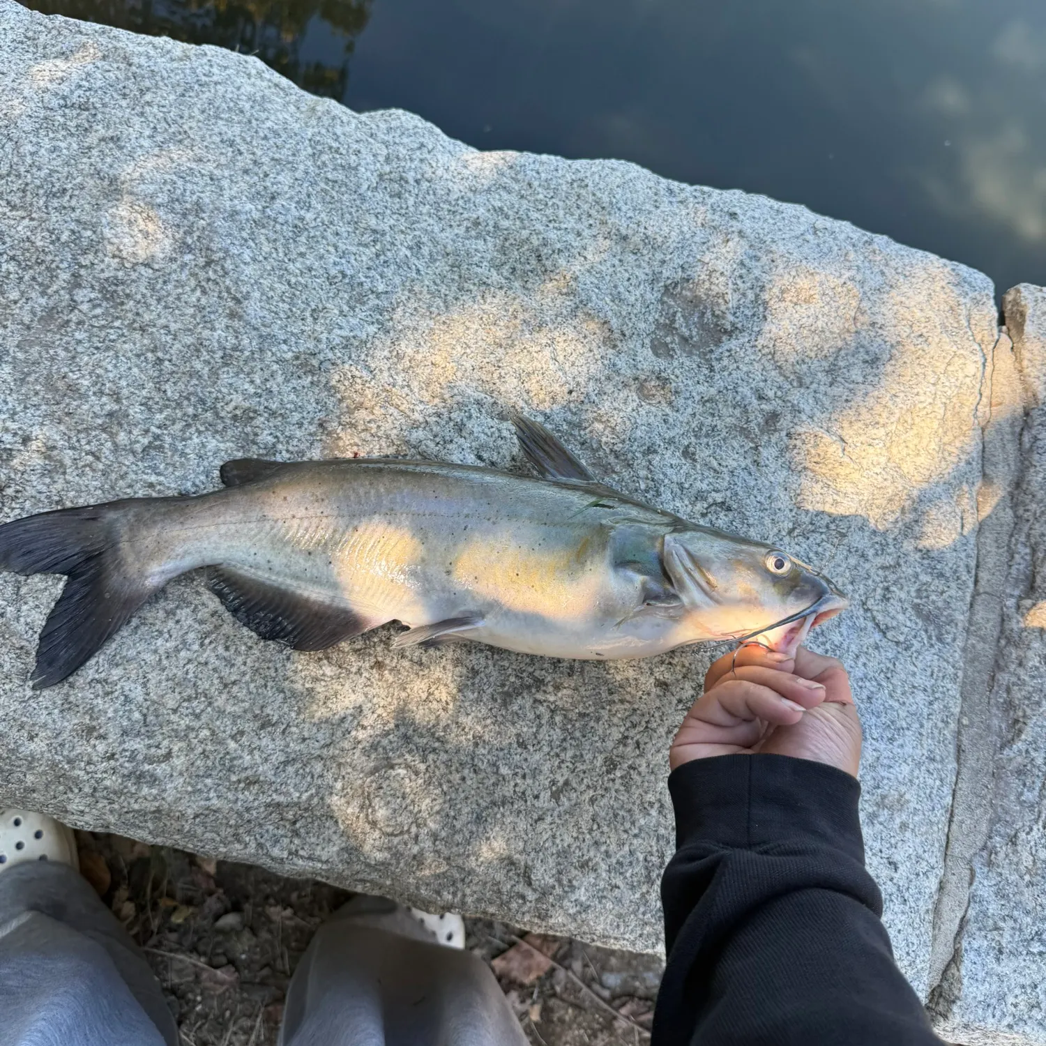 Channel catfish caught on Fishbrain