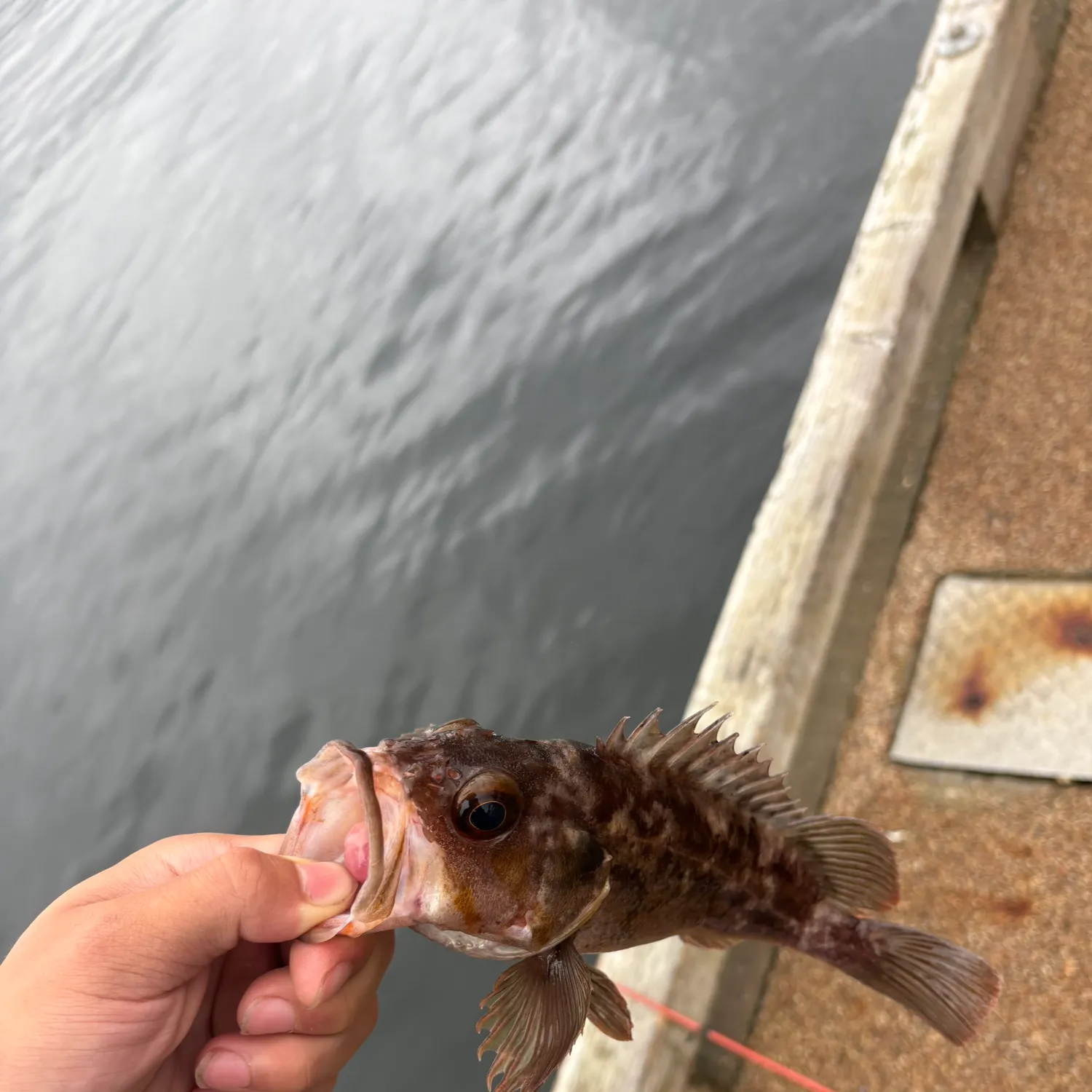 Copper rockfish caught on Fishbrain