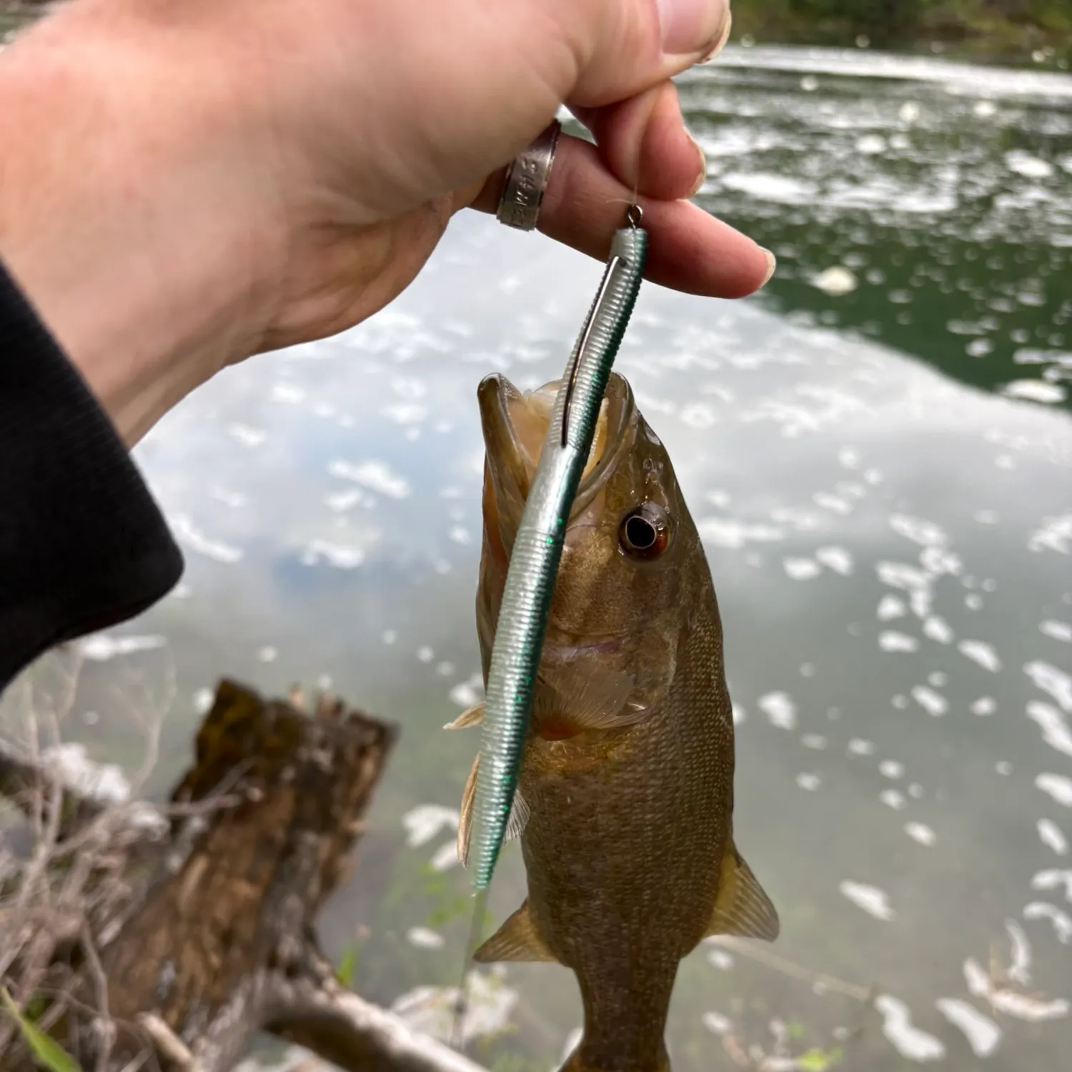 Smallmouth bass caught on Fishbrain