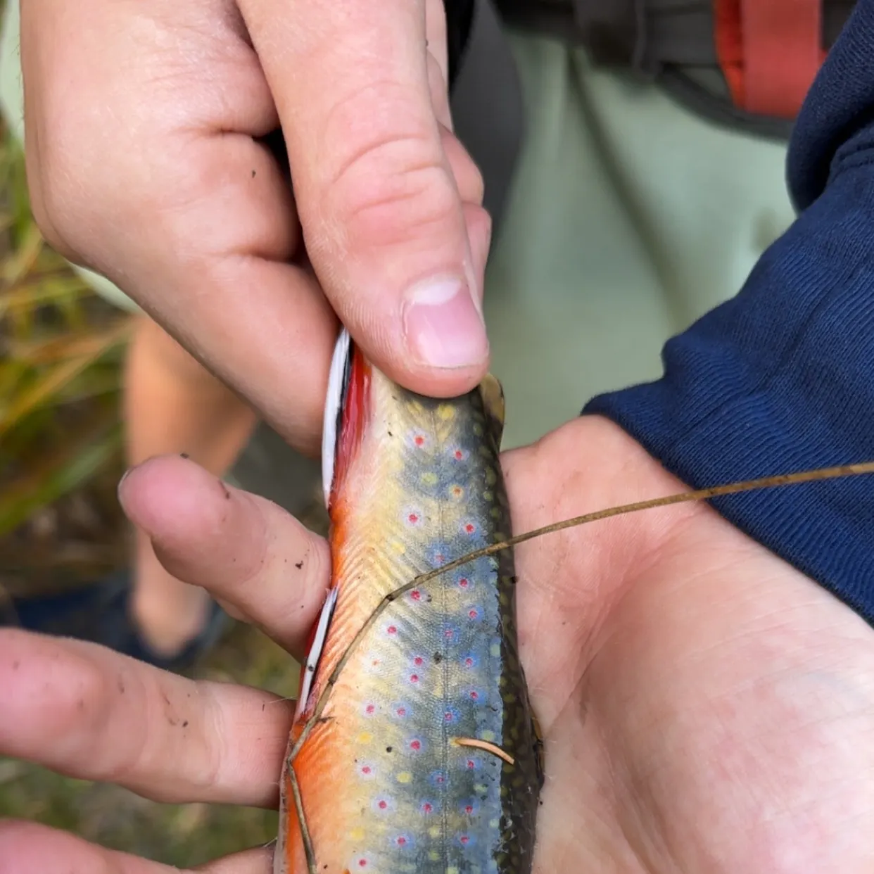 Brook trout caught on Fishbrain
