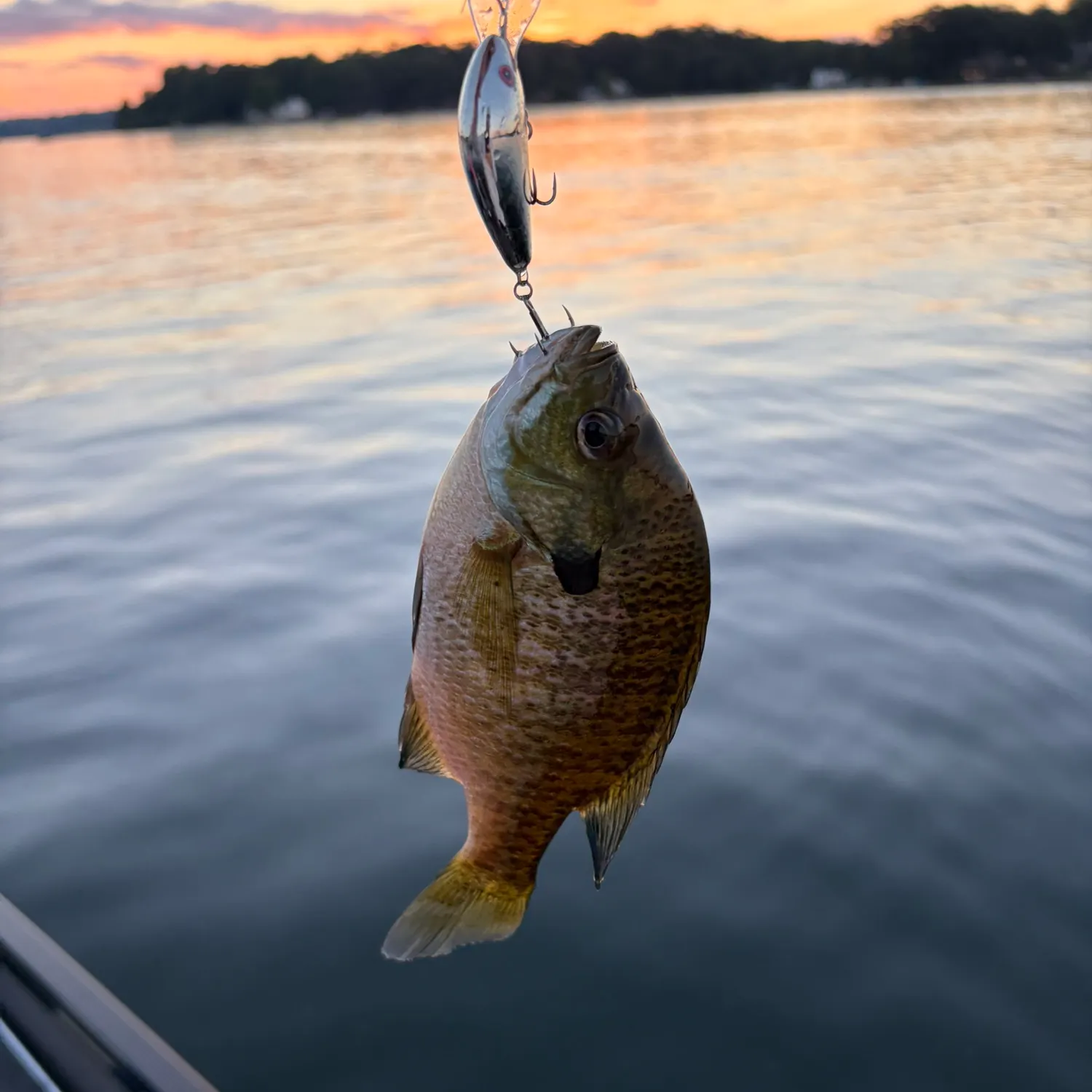 Bluegill caught on Fishbrain