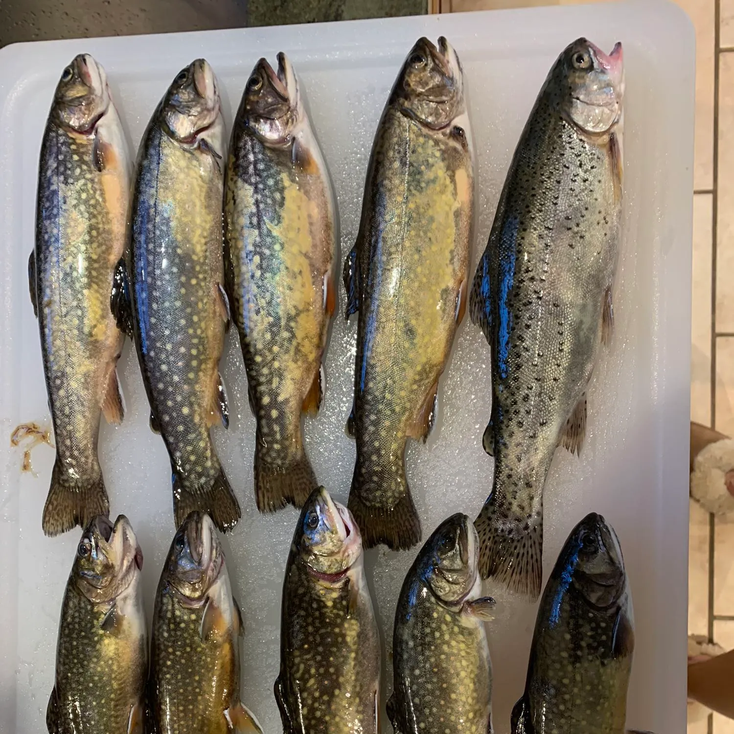 recently logged catches