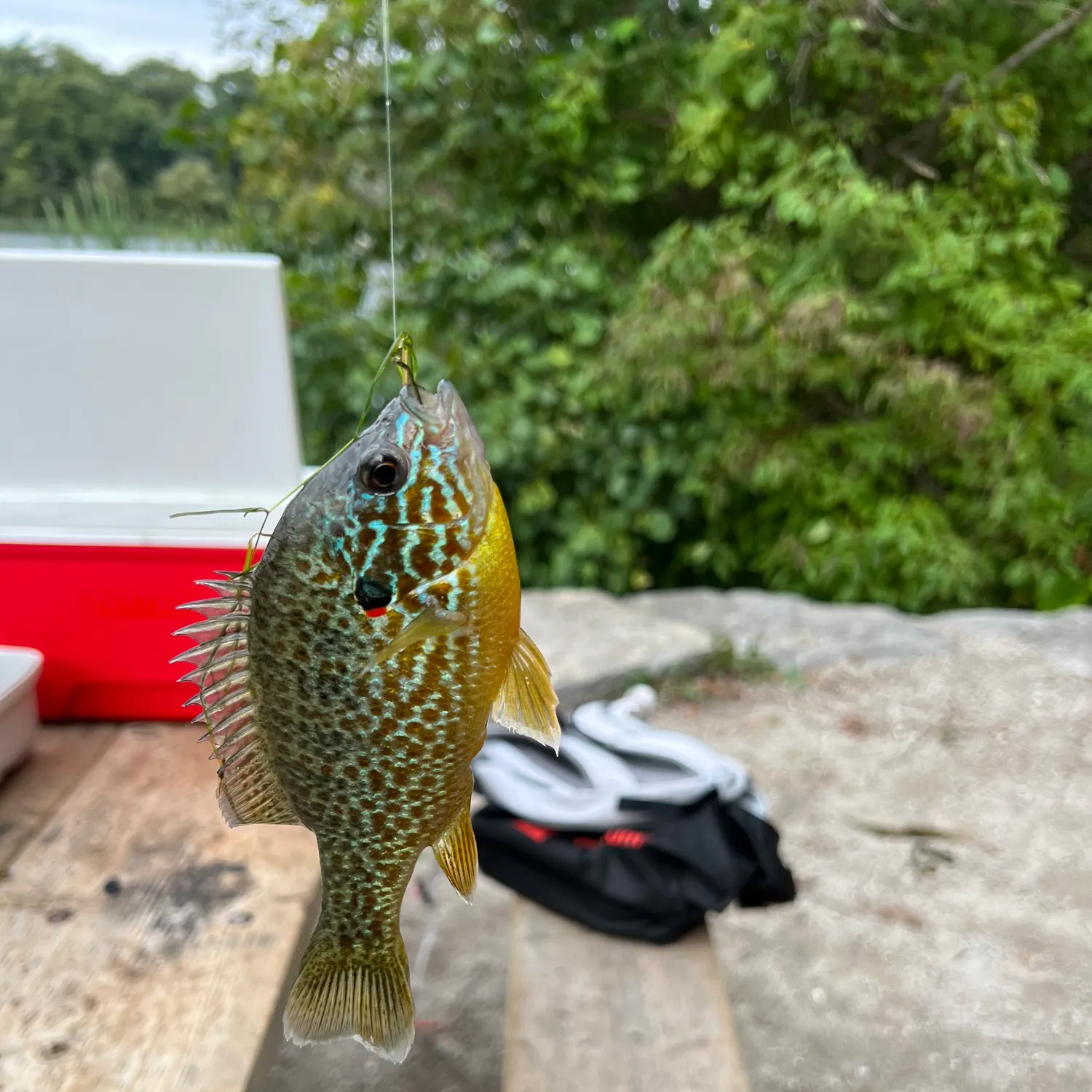 Pumpkinseed caught on Fishbrain