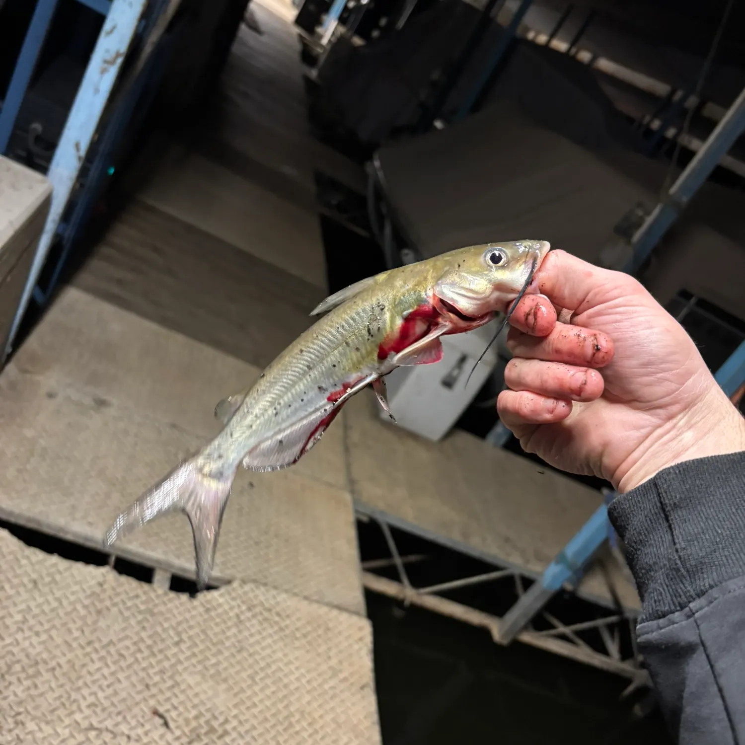 Channel catfish caught on Fishbrain